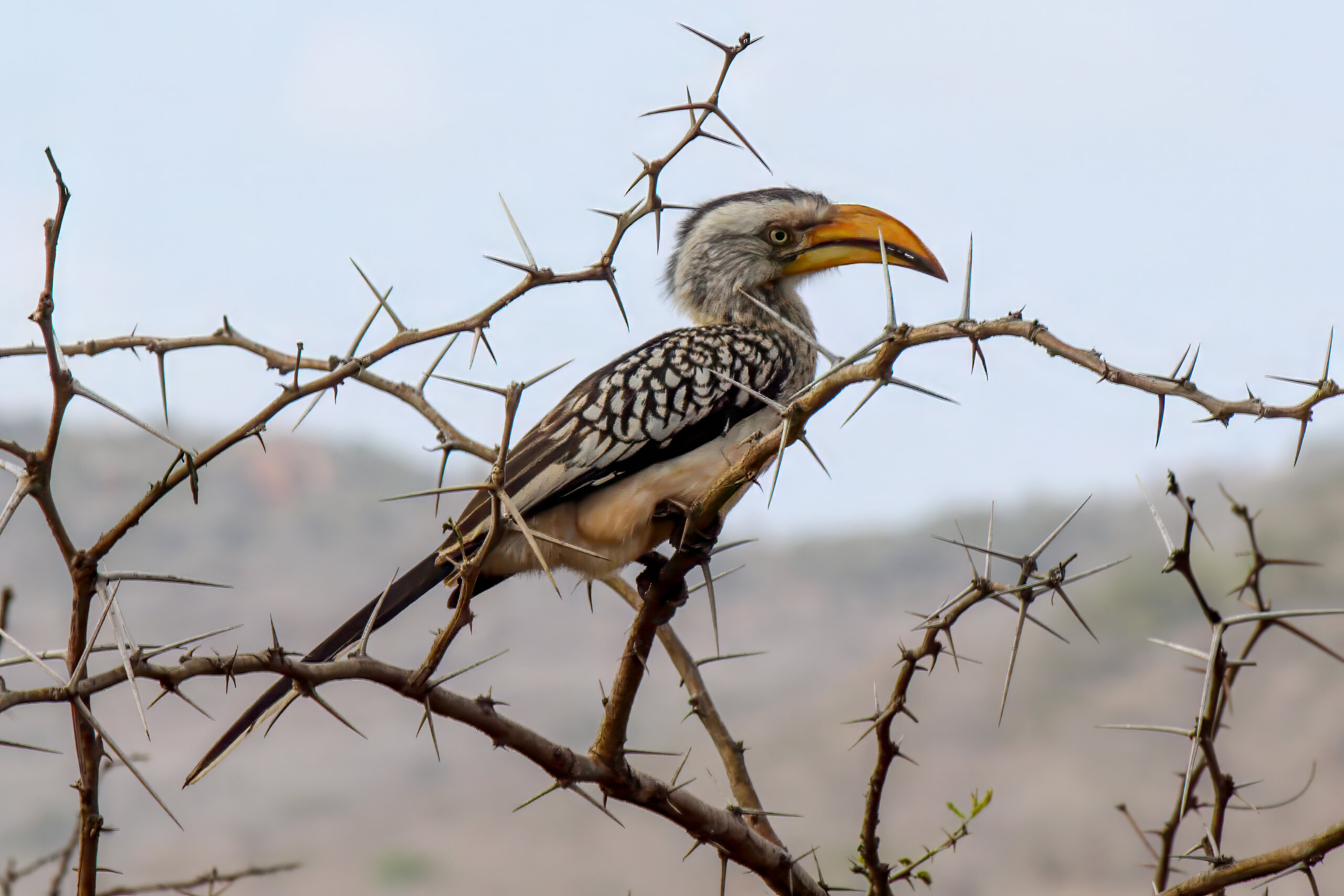 Banantoko (Tockus leucomelas) @ Thanda Private Game Reserve, Sør-Afrika. Foto: Håvard Rosenlund