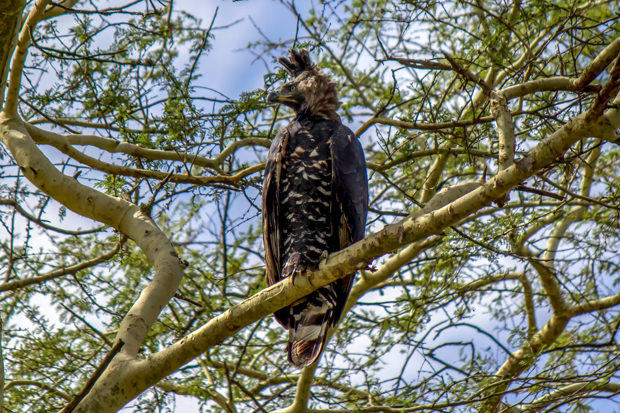 African Crowned Eagle Talons