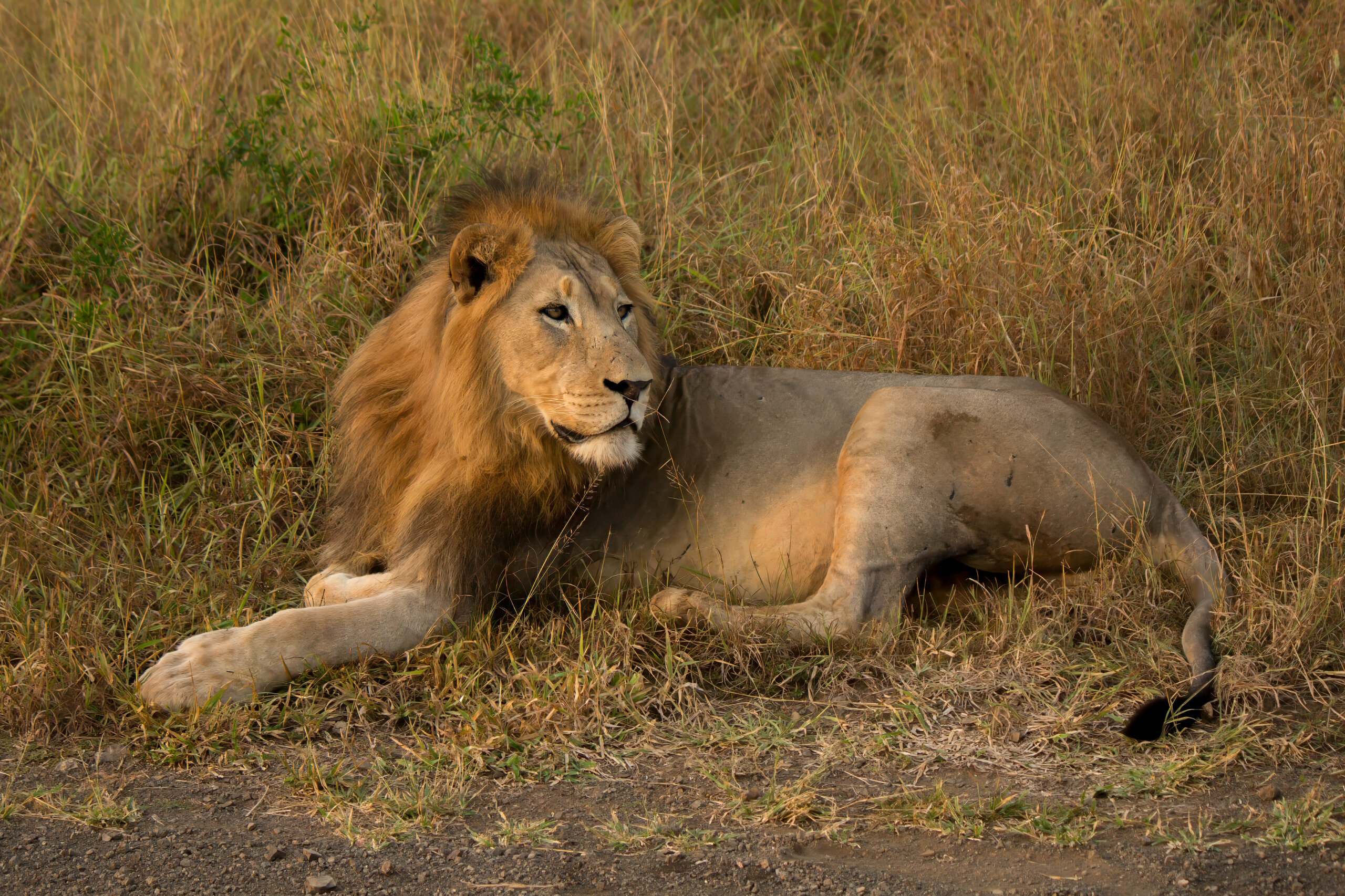 Lion (Panthera leo) @ Thanda Game Reserve, South Africa. Photo: Håvard Rosenlund