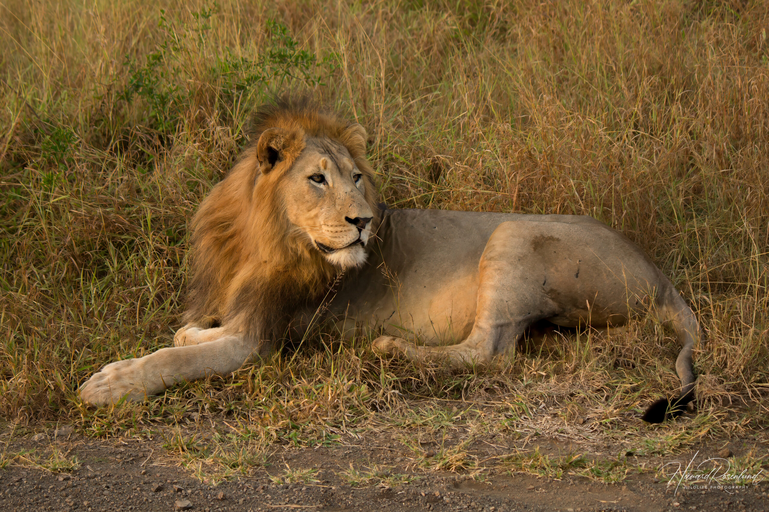 African Lion @ Thanda Private Game Reserve. Photo: Håvard Rosenlund