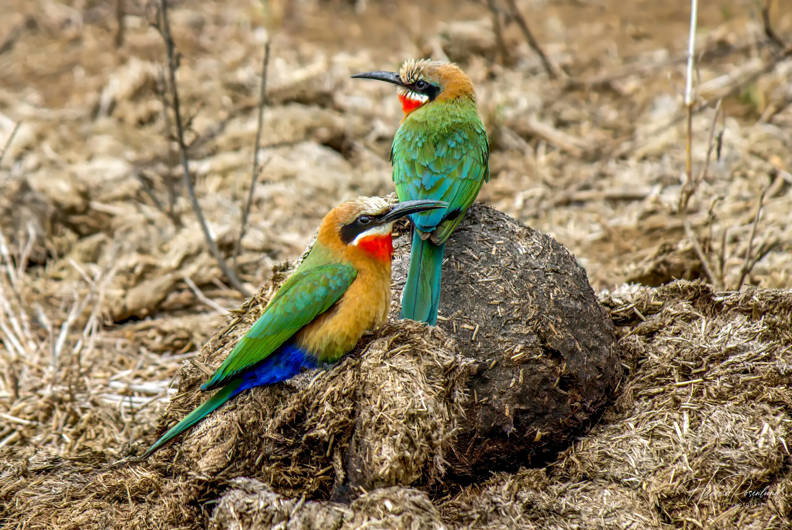 White-fronted Bee-eater @ Hluhluwe-iMfolozi Park. Photo: Håvard Rosenlund