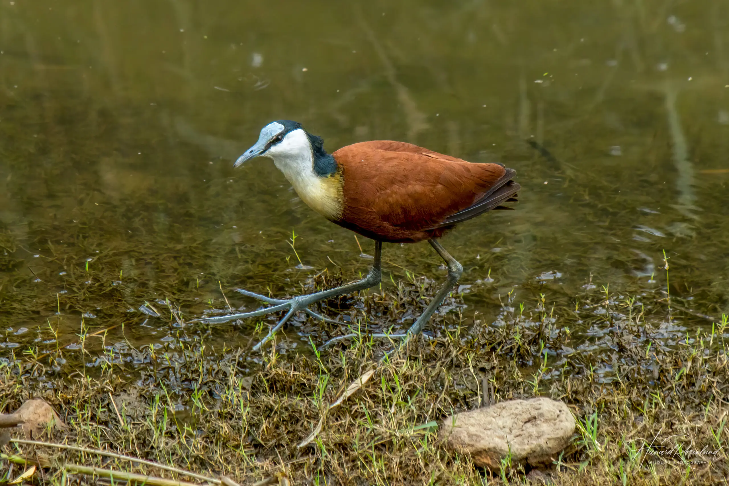 African Jacana @ Ndumo Game Reserve. Photo: Håvard Rosenlund