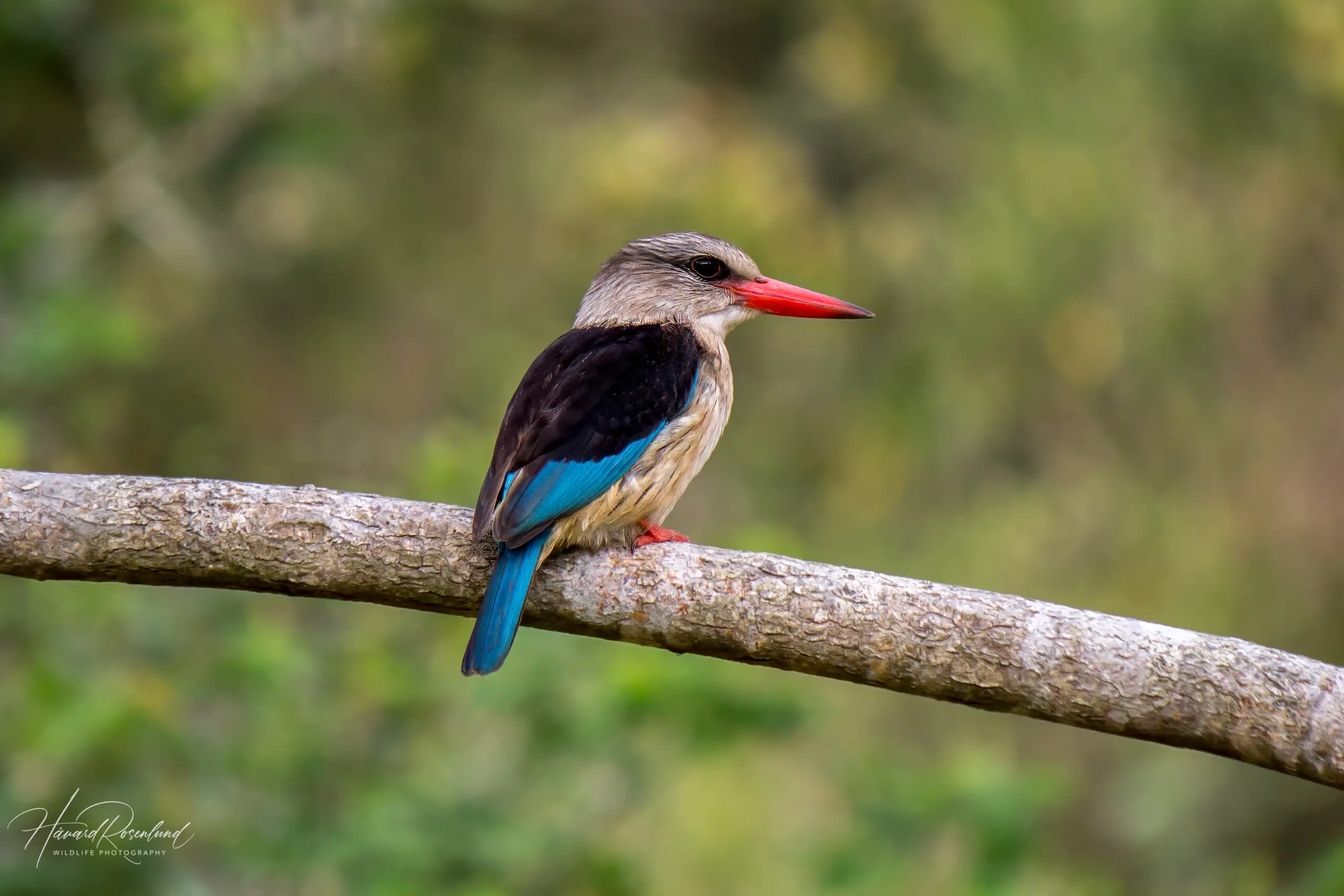 Brown-hooded Kingfisher @ Eastern Shores - iSimangaliso Wetland Park. Photo: Håvard Rosenlund