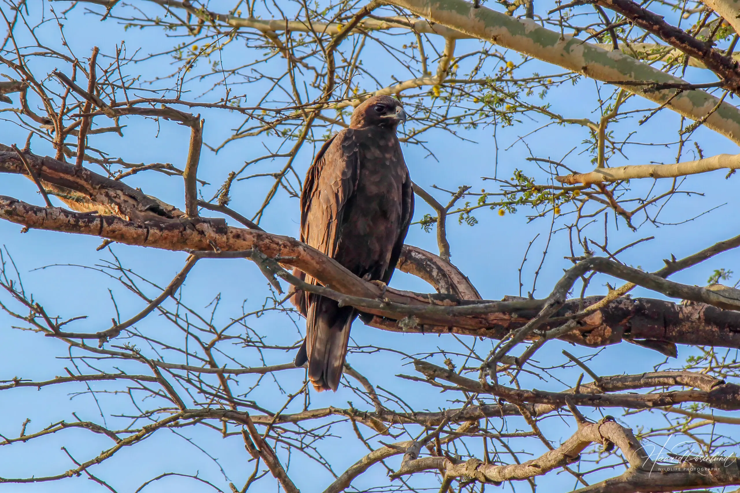 Wahlberg's Eagle @ Thanda Private Game Reserve. Photo: Håvard Rosenlund