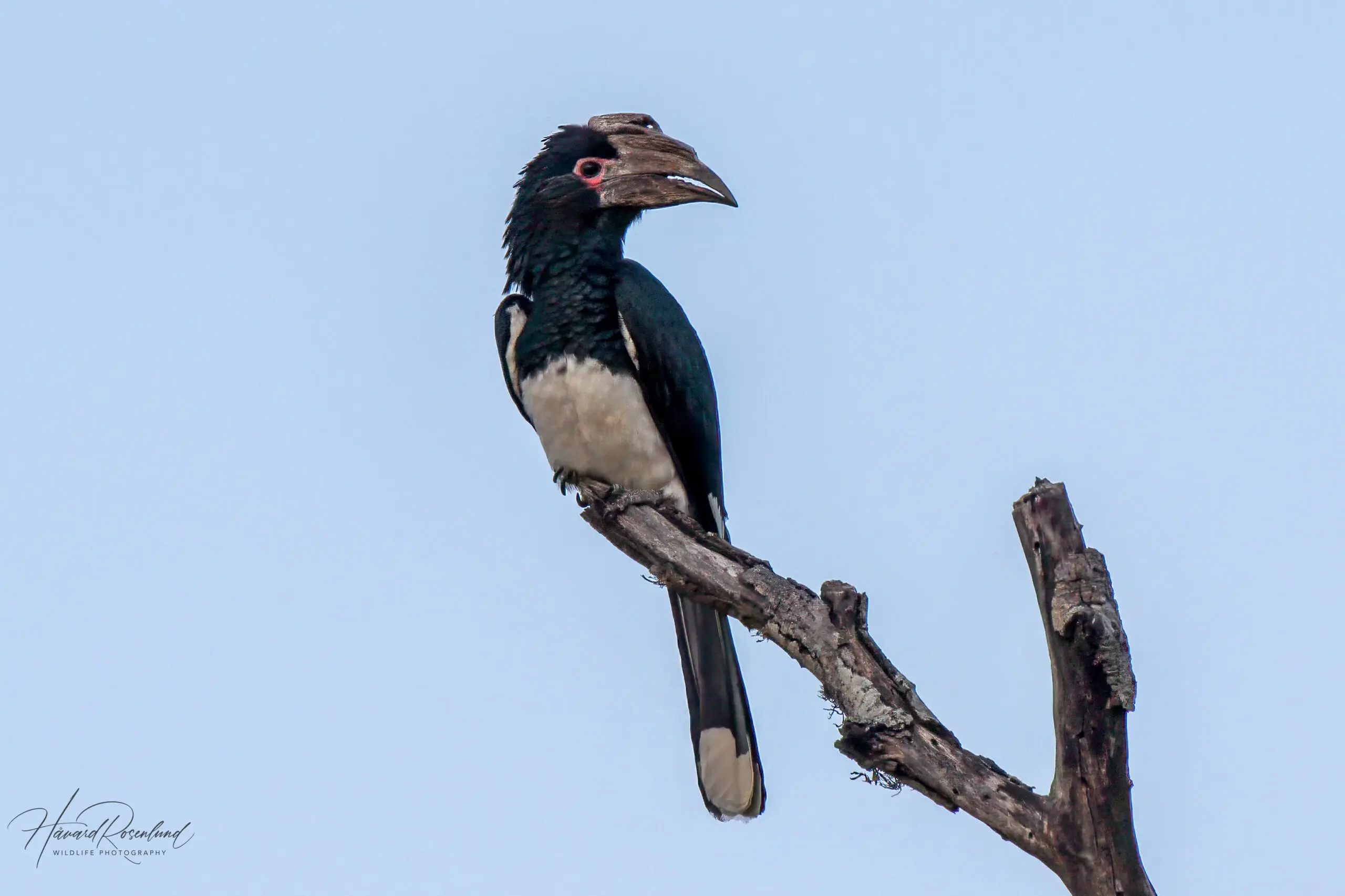 Trumpeter Hornbill @ Thanda Private Game Reserve. Photo: Håvard Rosenlund