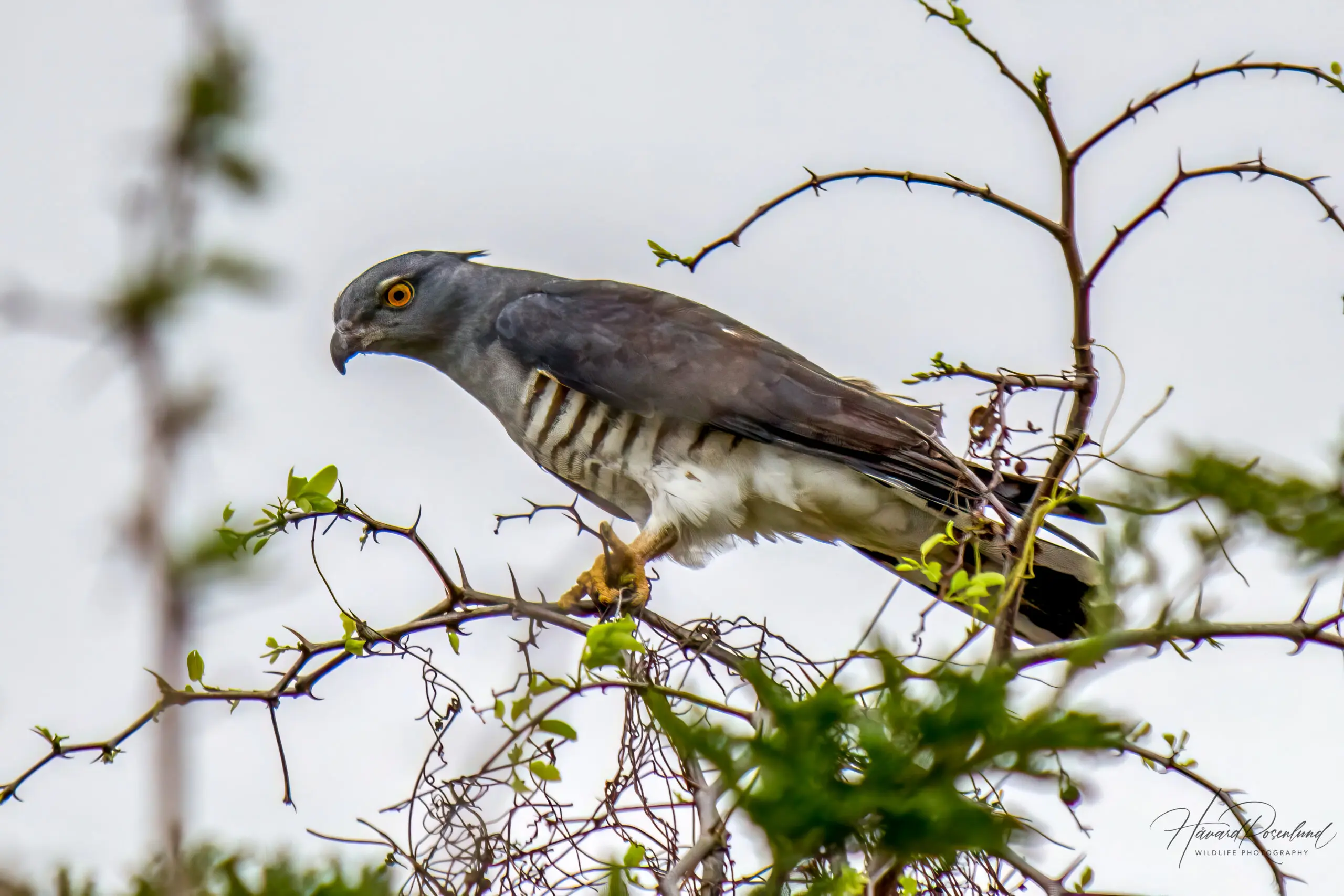 African Cuckoo-Hawk @ Tembe Elephant Park. Photo: Håvard Rosenlund