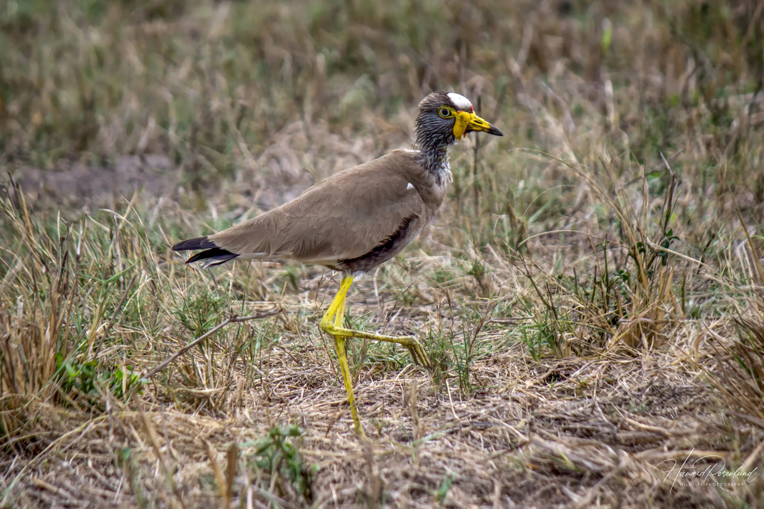 African Wattled Lapwing @ Tembe Elephant Park. Photo: Håvard Rosenlund