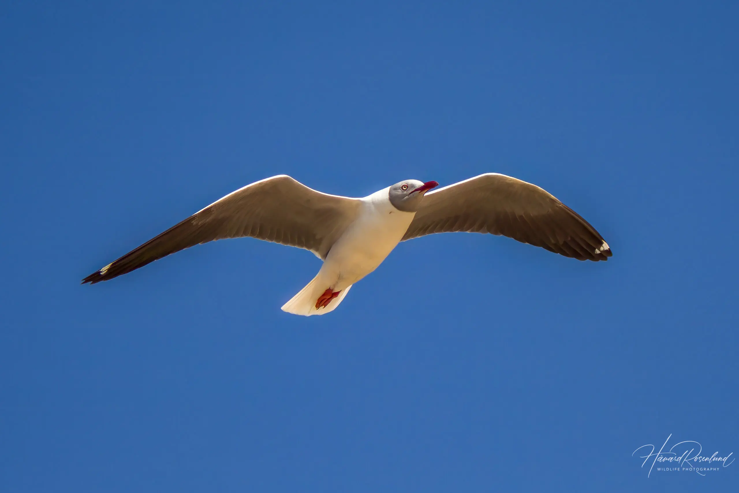 Grey-headed Gull - Summer Plumage @ Cape Vidal - iSimangaliso Wetland Park. Photo: Håvard Rosenlund