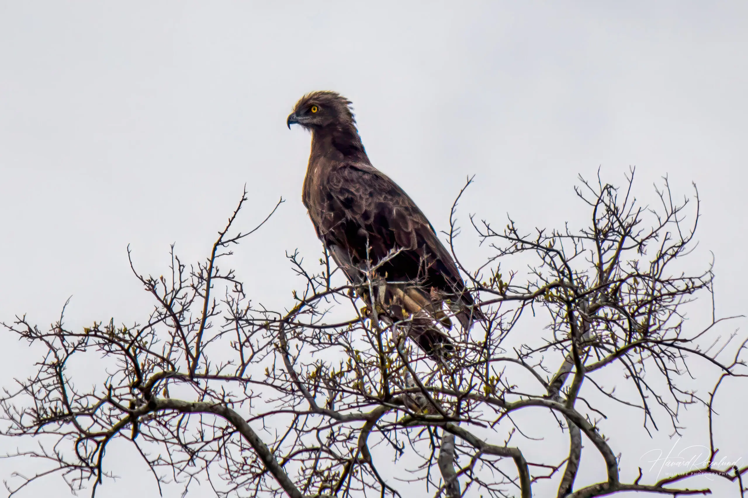 Brown Snake Eagle @ Tembe Elephant Park. Photo: Håvard Rosenlund