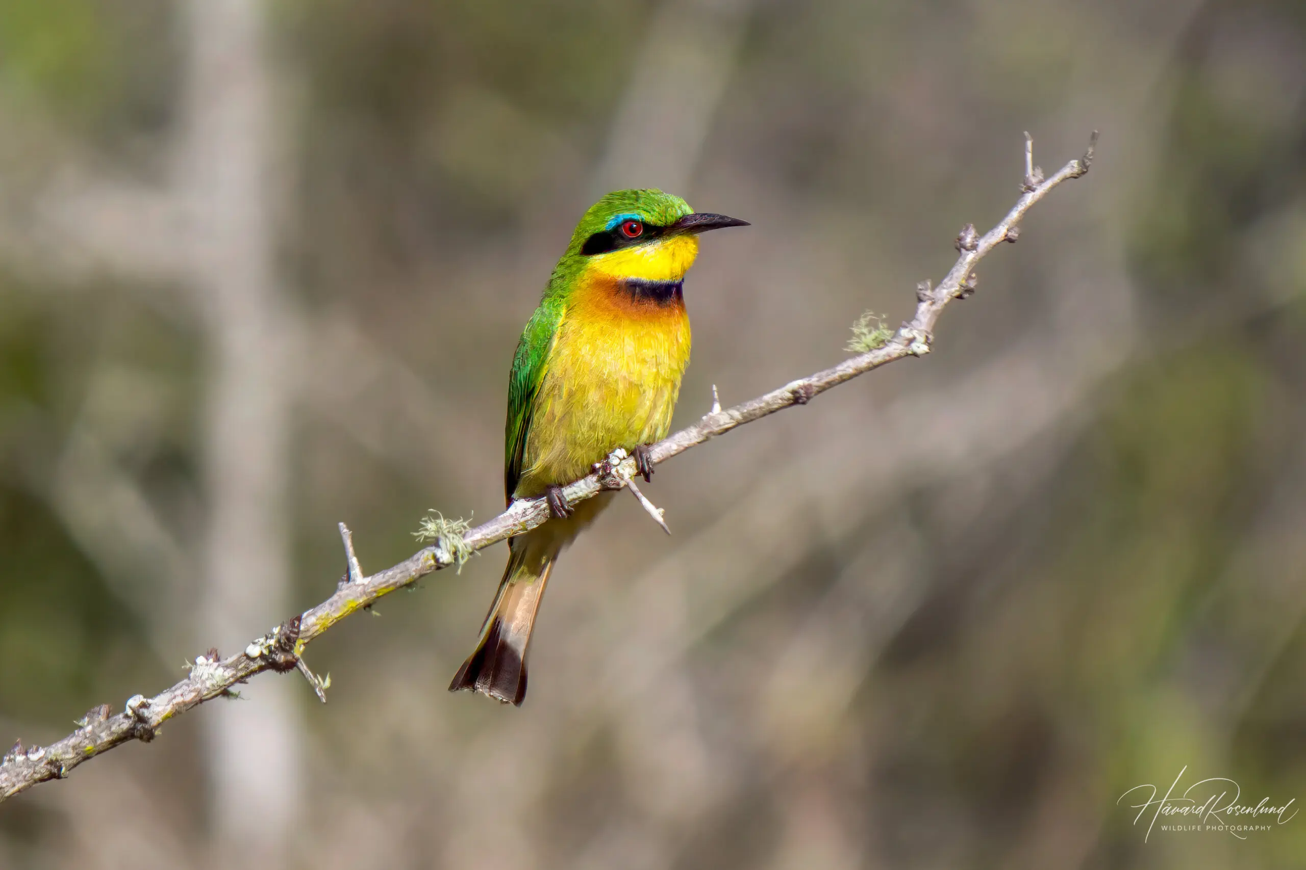 Little Bee-eater @ Tembe Elephant Park. Photo: Håvard Rosenlund