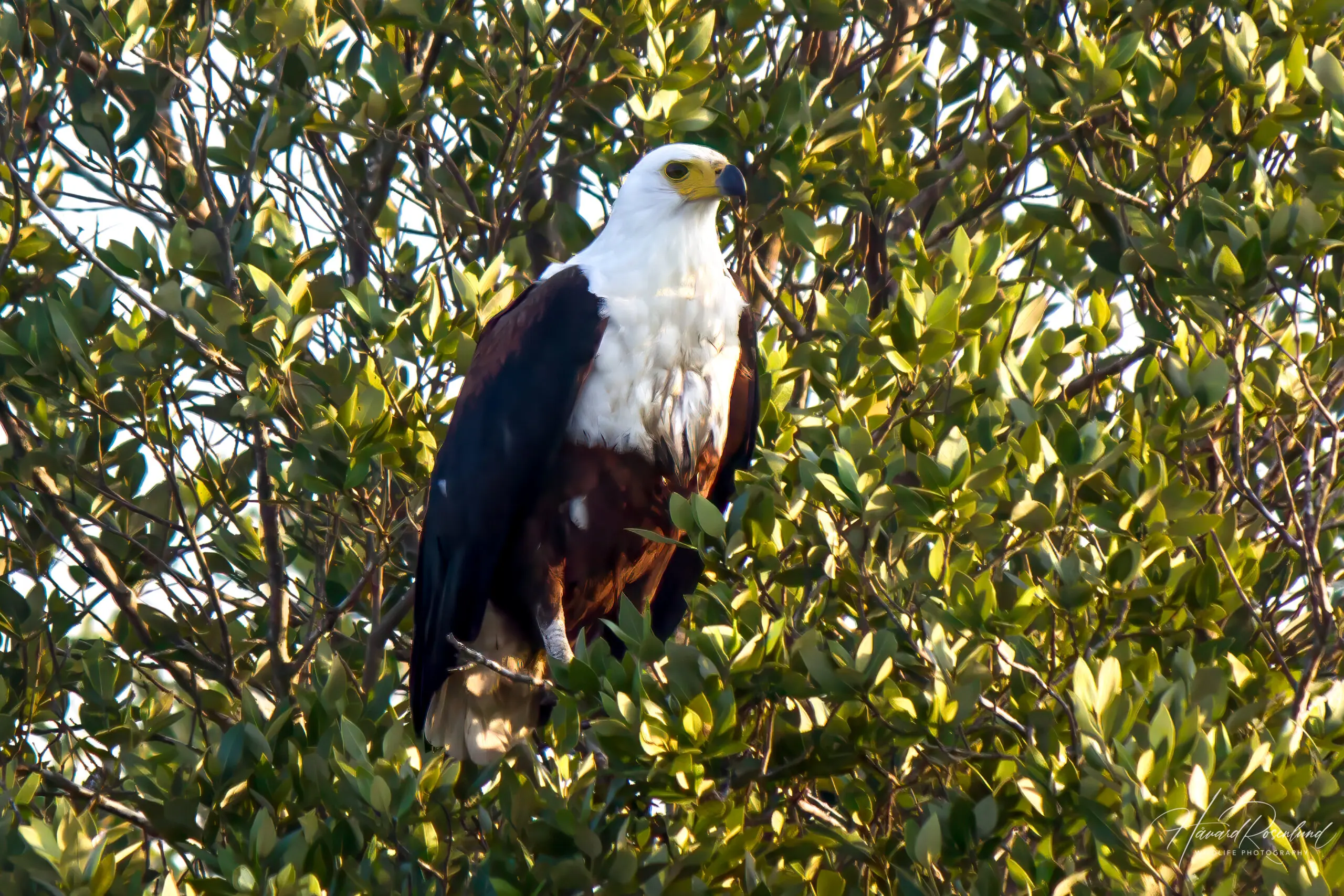 African Fish Eagle @ St Lucia Estuary. Photo: Håvard Rosenlund