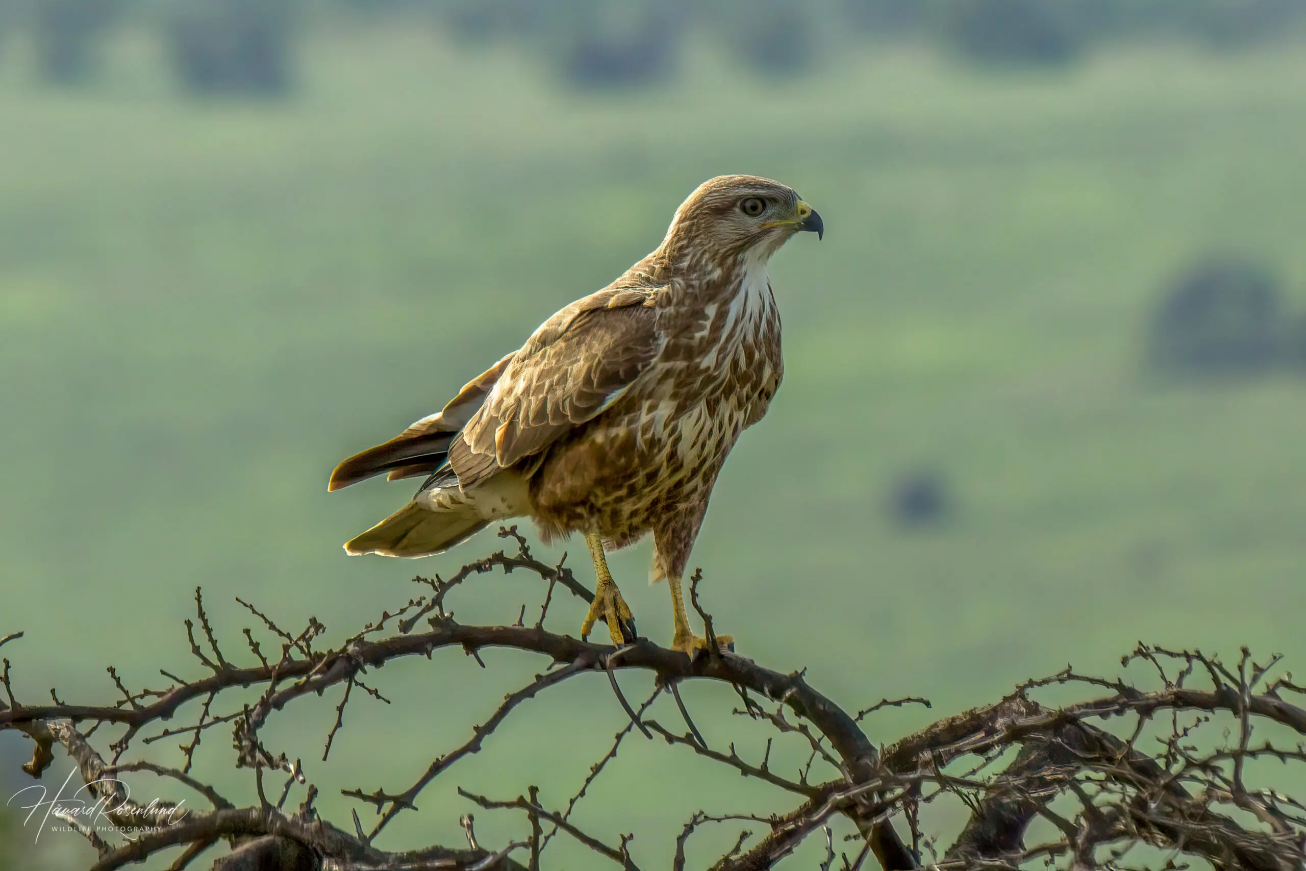 Steppe Buzzard @ Munyawana Game Reserve. Photo: Håvard Rosenlund