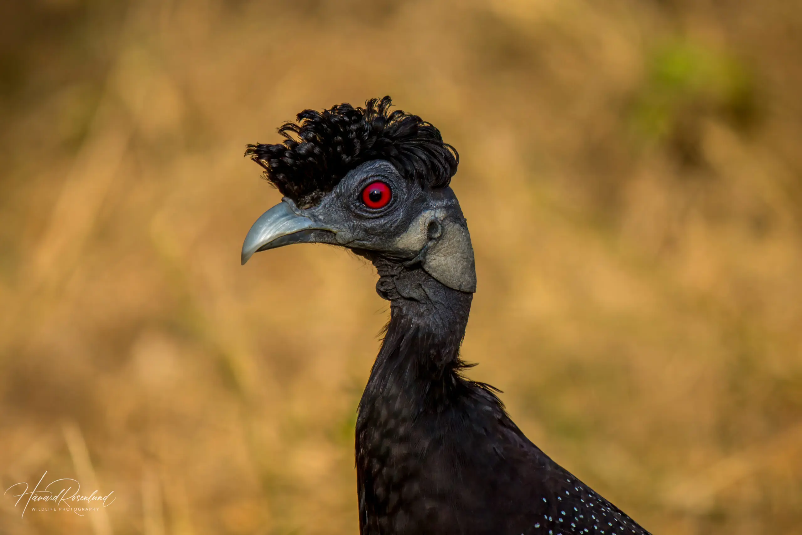 Southern Crested Guineafowl @ Tembe Elephant Park. Photo: Håvard Rosenlund