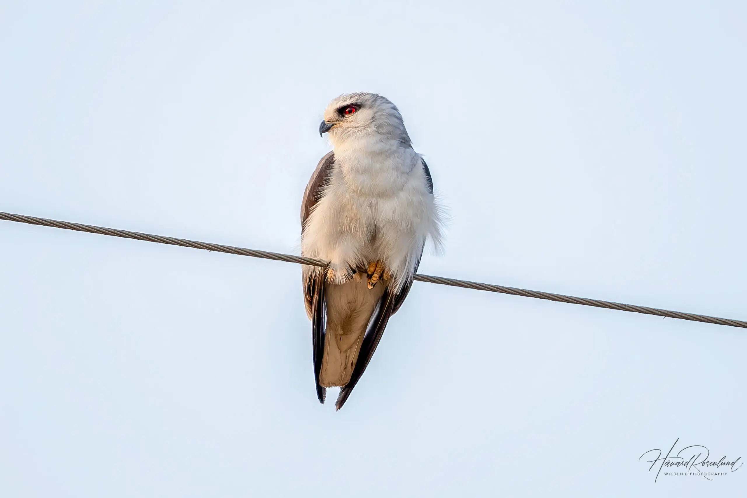 Black-winged Kite @ Tembe Elephant Park. Photo: Håvard Rosenlund