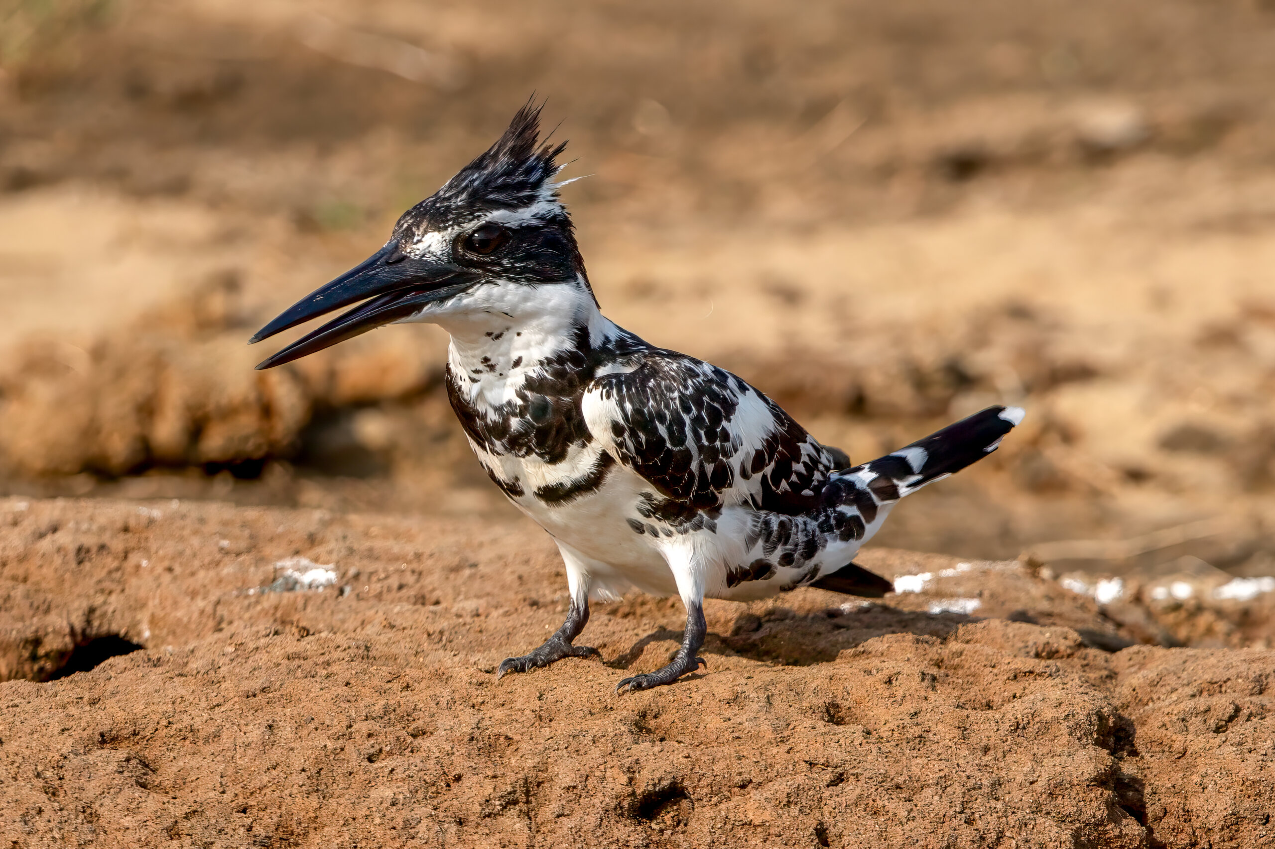 Terneisfugl (Ceryle rudis) - Hannfugl @ Satpura National Park, India. Foto: Håvard Rosenlund