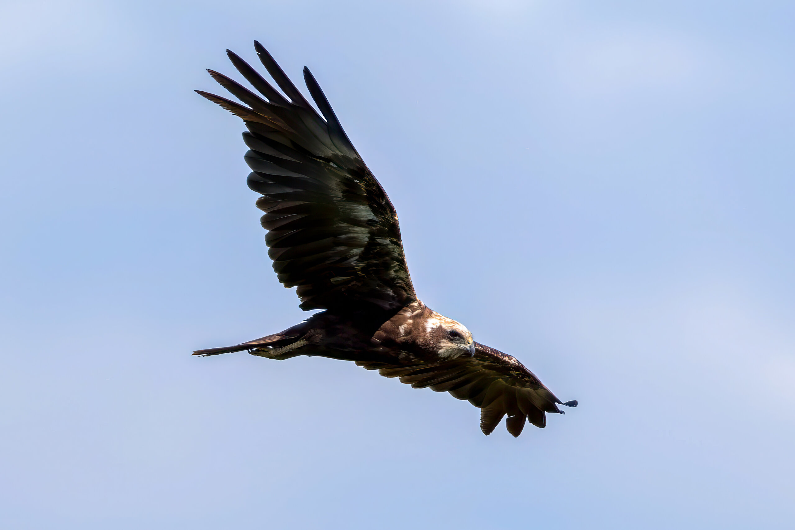 Sivhauk (Circus aeruginosus) - Hunnfugl @ Nordre Øyeren Naturreservat. Foto: Håvard Rosenlund