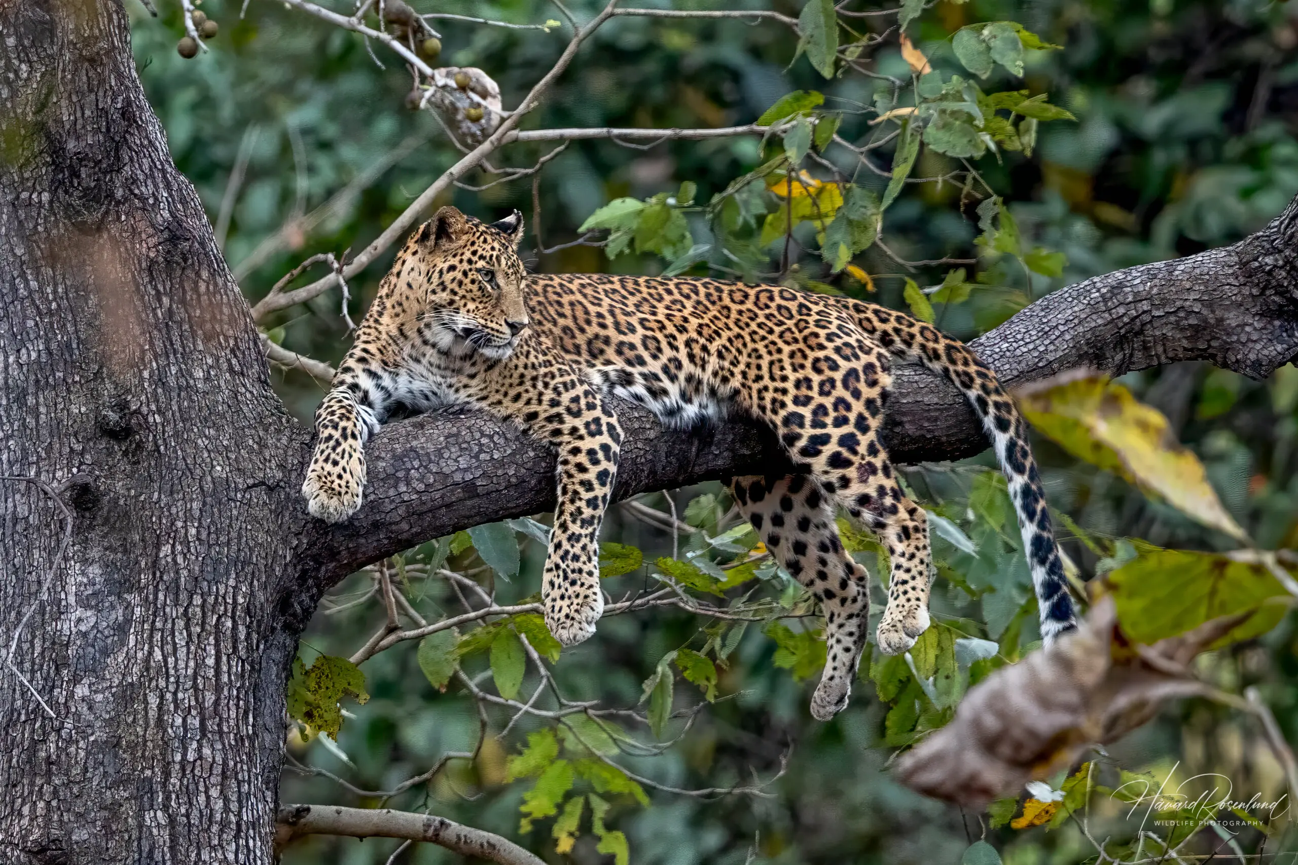 Indian Leopard @ Pench National Park, India. Photo: Håvard Rosenlund