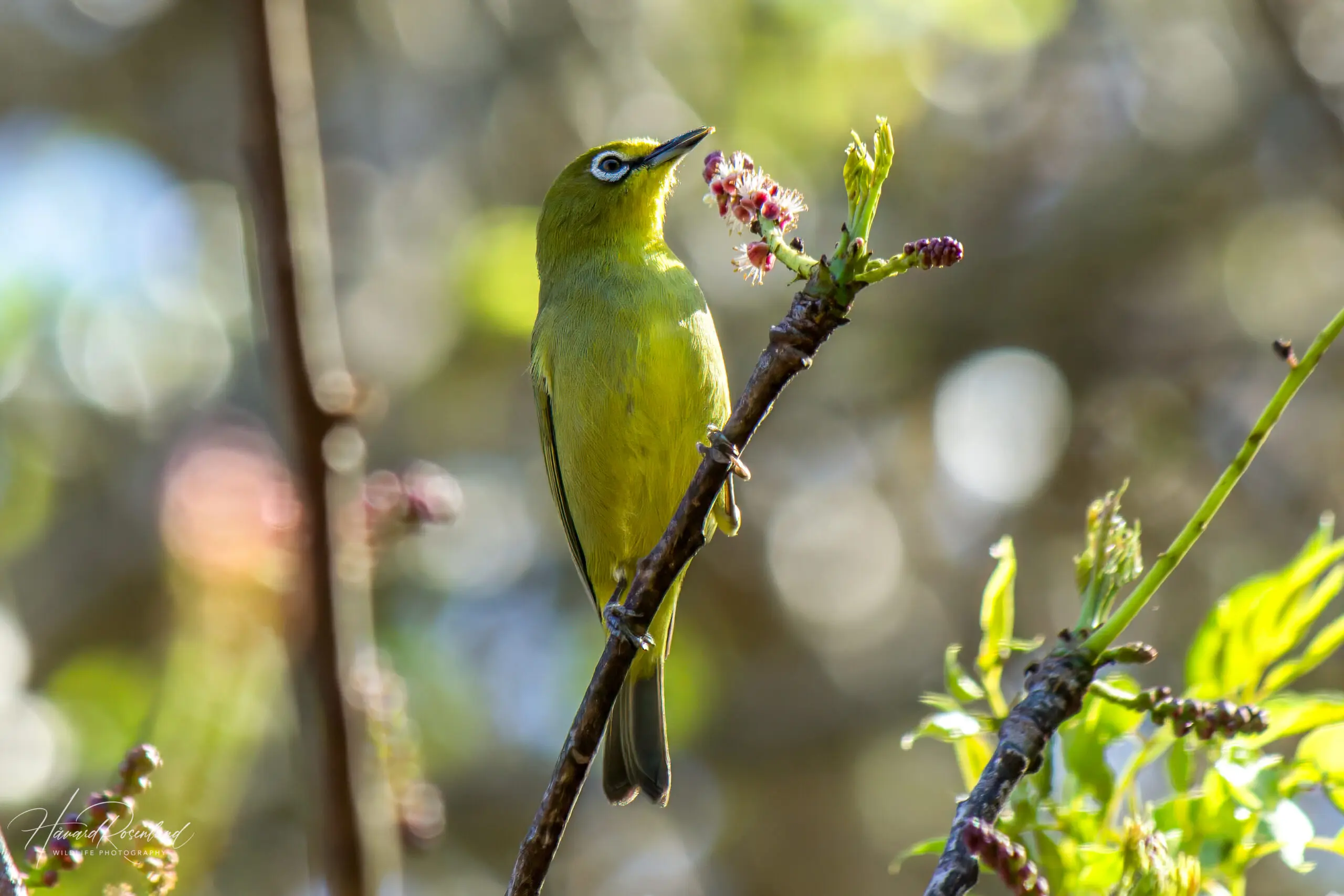 Cape White-eye @ St Lucia Estuary, South Africa. Photo: Håvard Rosenlund