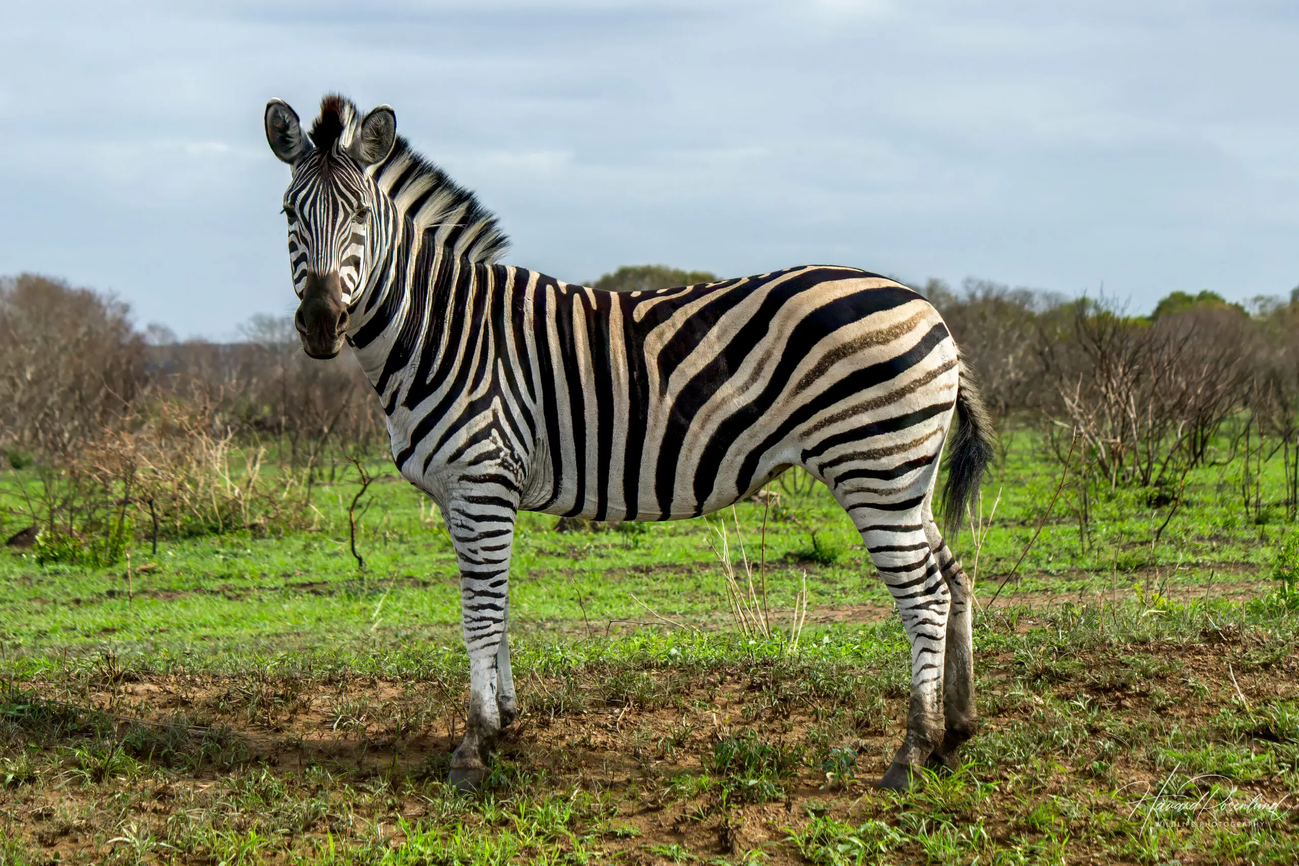 Plains Zebra @ Munyawana Game Reserve. Photo: Håvard Rosenlund