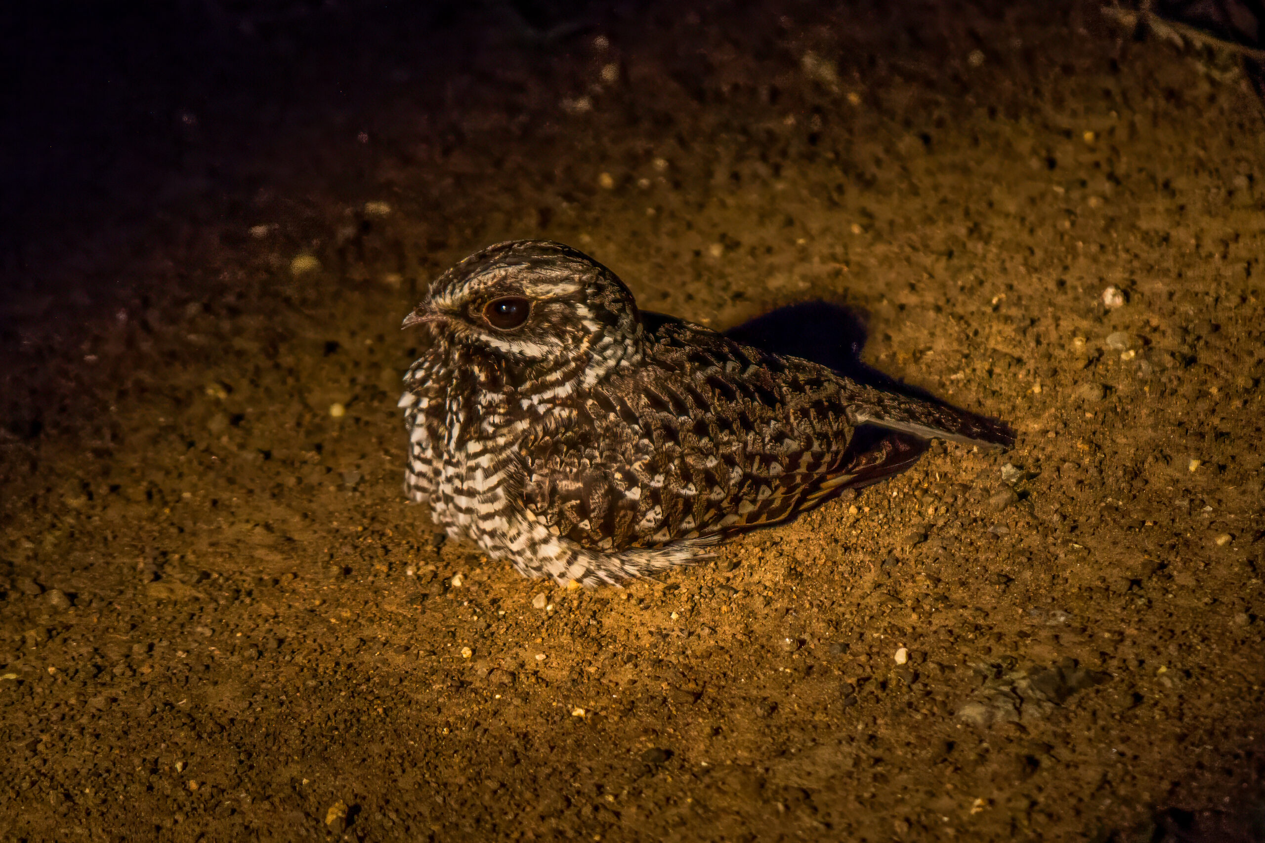 Swamp Nightjar (Caprimulgus natalensis) @ Eastern Shores - iSimangaliso Wetland Park, South Africa. Photo: Håvard Rosenlund