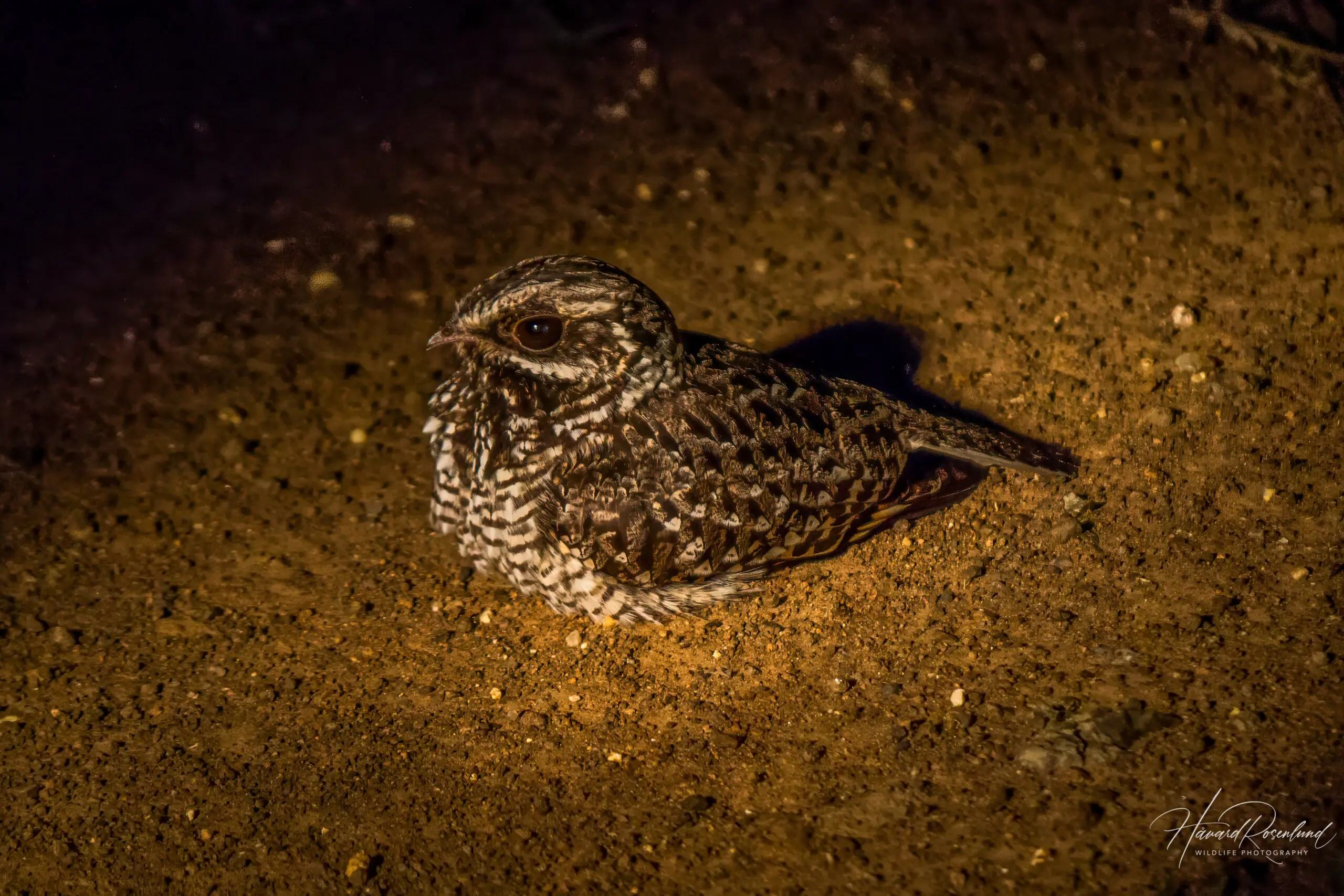 Swamp Nightjar @ Eastern Shores - iSimangaliso Wetland Park. Photo: Håvard Rosenlund