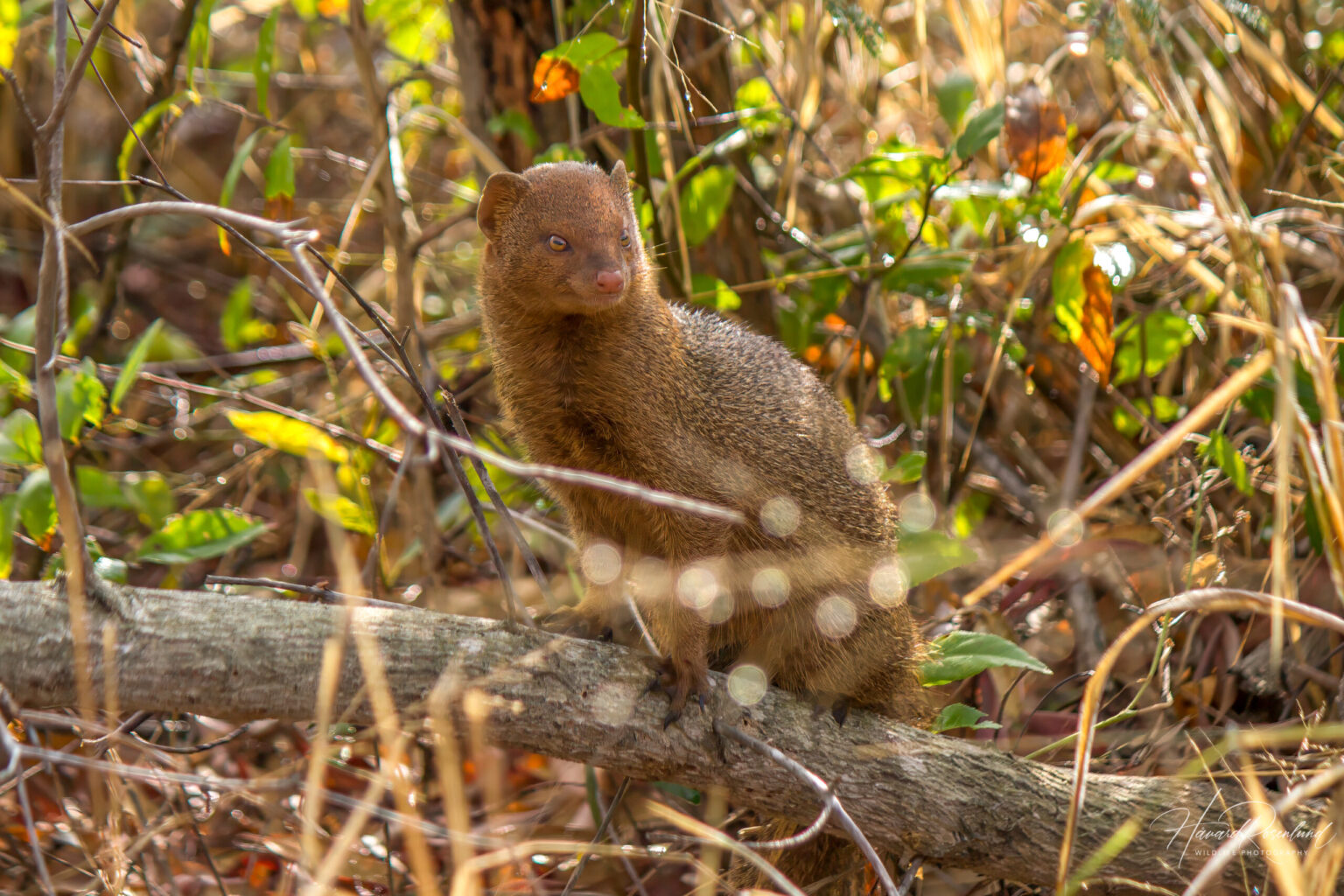 Slender Mongoose (Herpestes sanguineus) | Wildlife Vagabond
