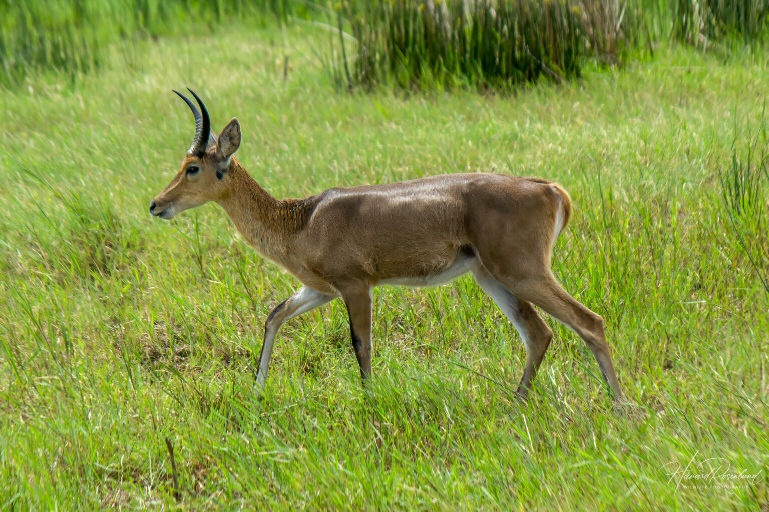 Southern Reedbuck (Redunca arundinum) | Wildlife Vagabond