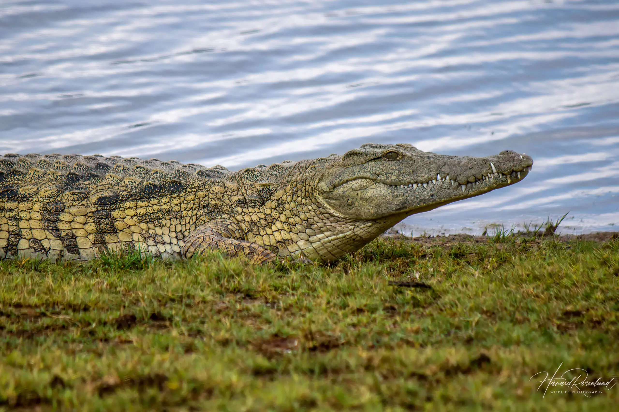 Nile Crocodile @ Ndumo Game Reserve. Photo: Håvard Rosenlund