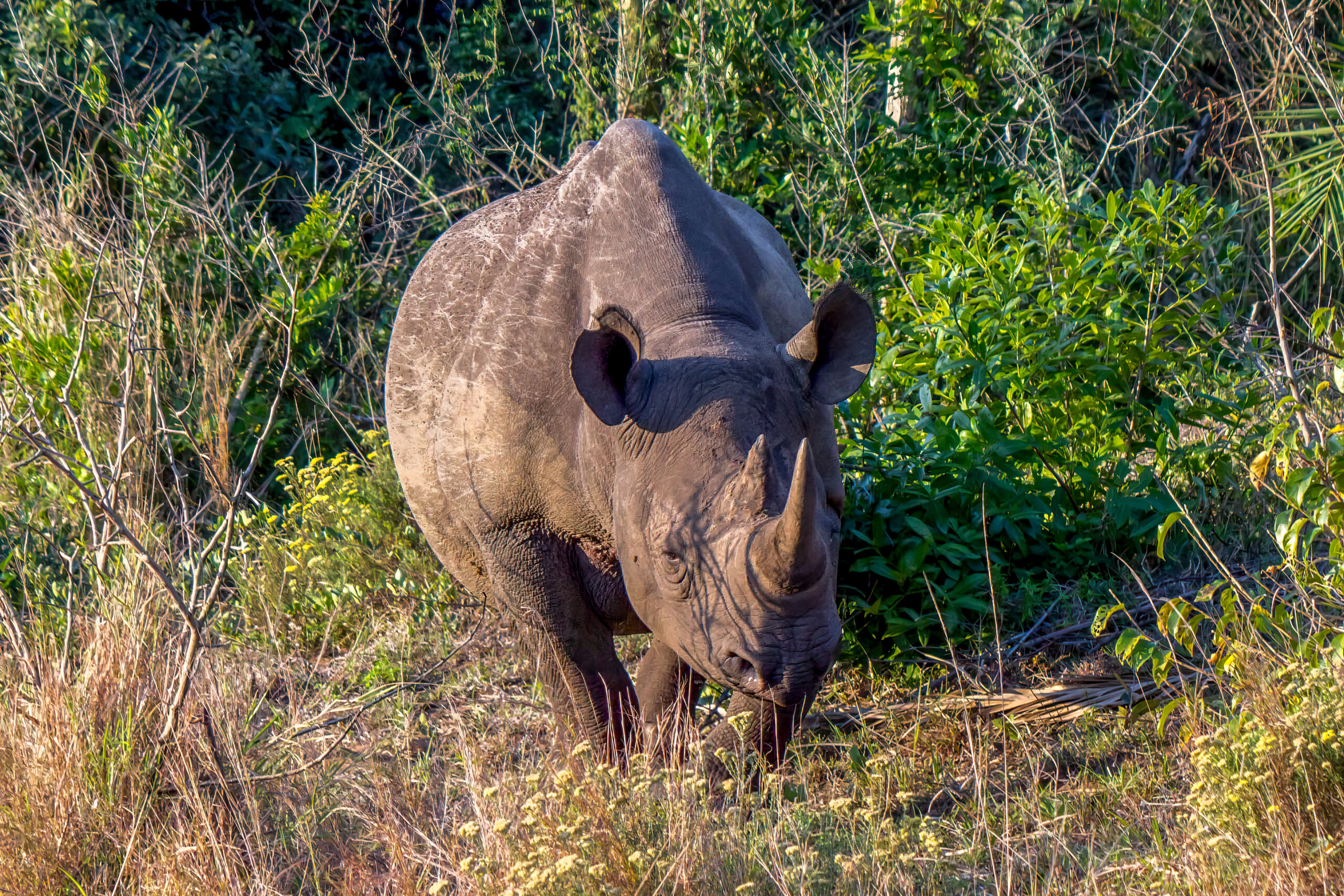 Black Rhinoceros (Diceros bicornis) @ Eastern Shores - iSimangaliso Wetland Park, South Africa. Photo: Håvard Rosenlund