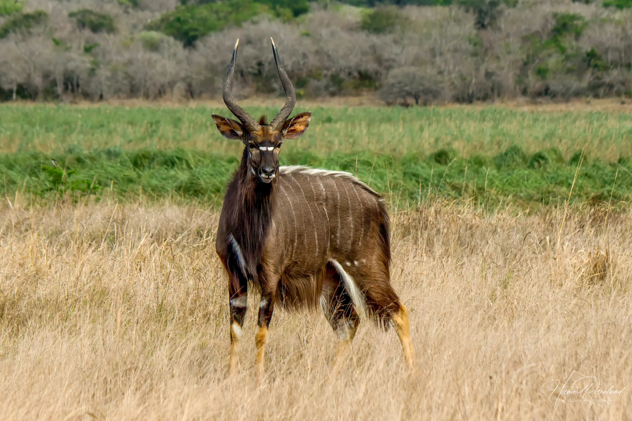 Nyala @ Tembe Elephant Park. Photo: Håvard Rosenlund