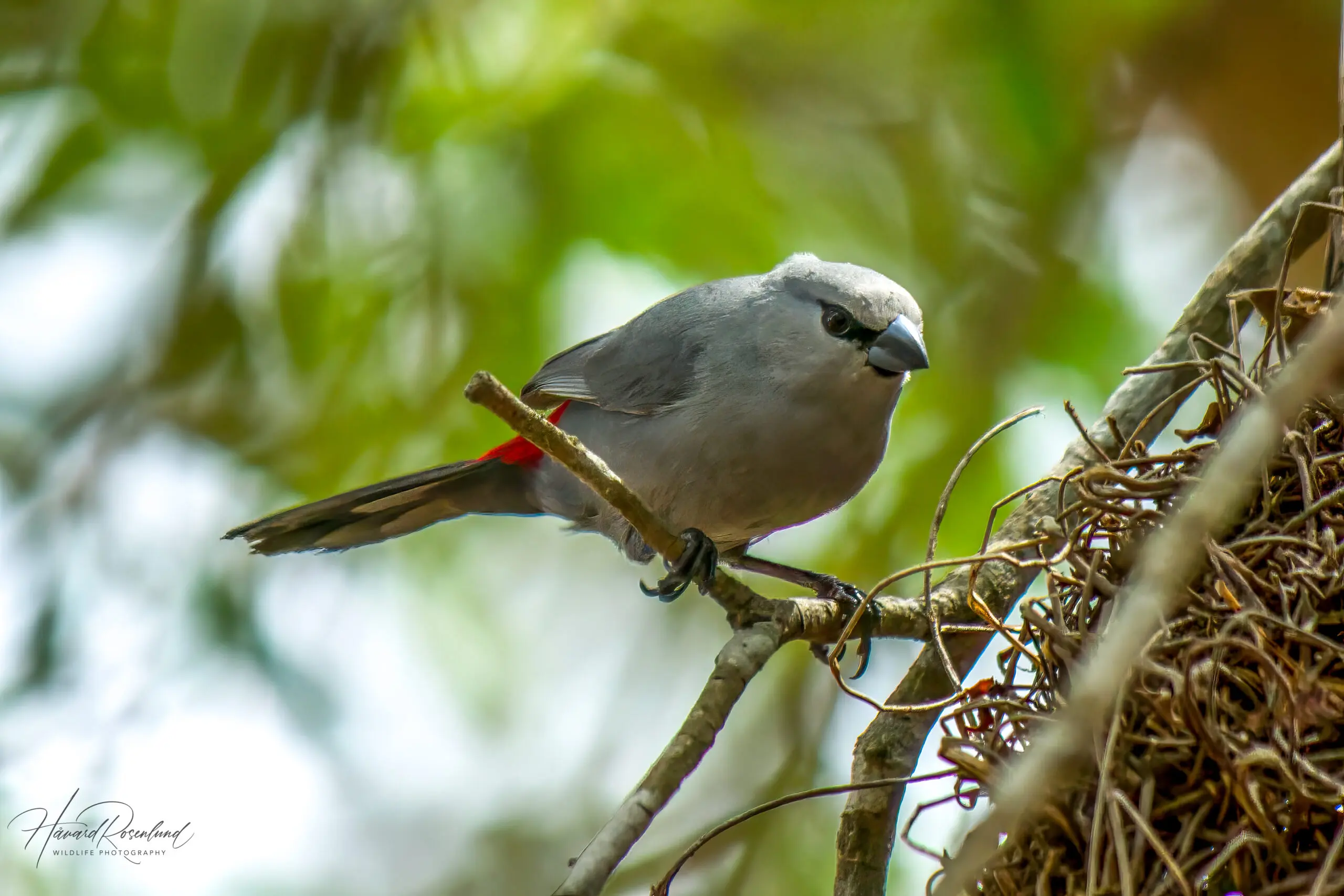 Grey Waxbill @ Tembe Elephant Park. Photo: Håvard Rosenlund