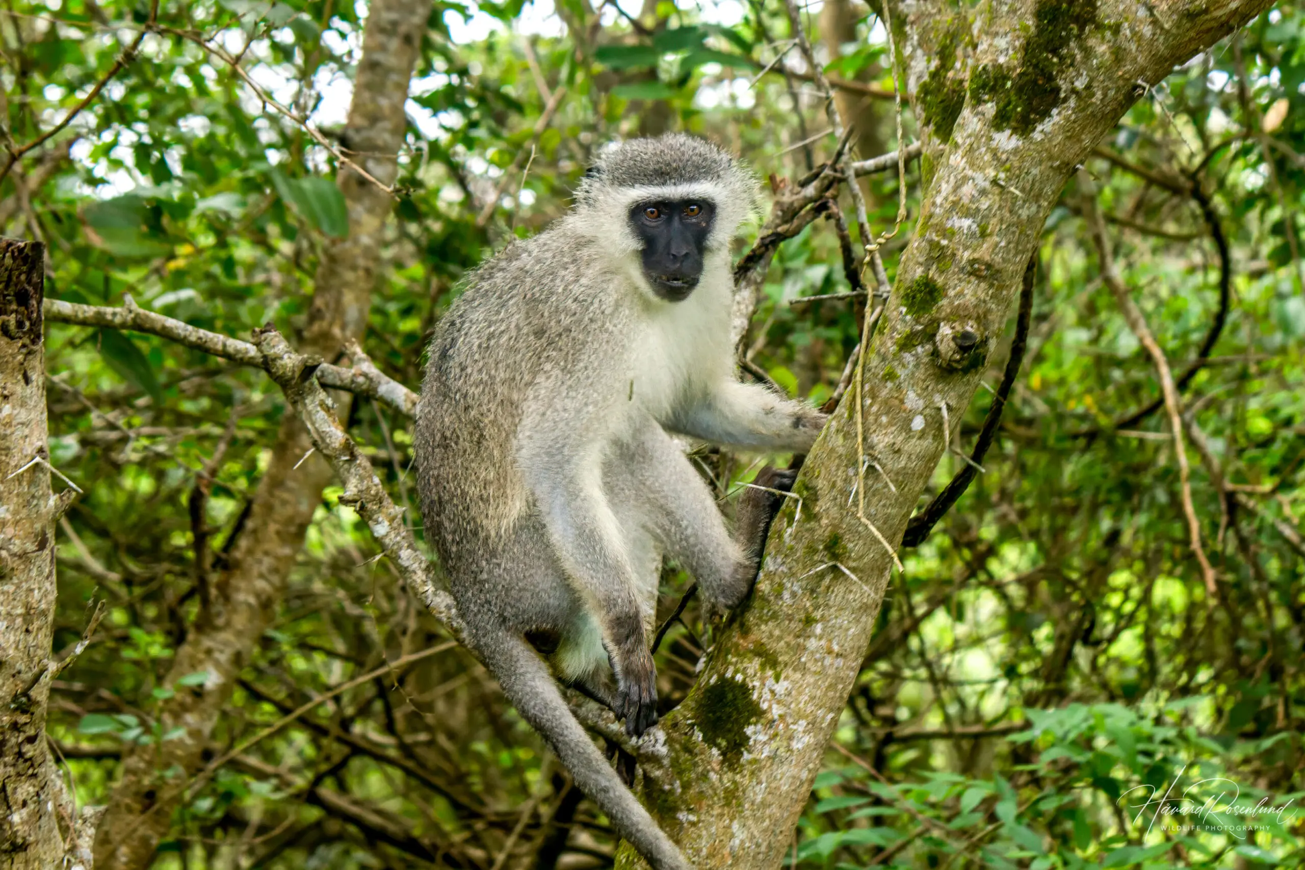 Vervet Monkey @ Eastern Shores - iSimangaliso Wetland Park. Photo: Håvard Rosenlund