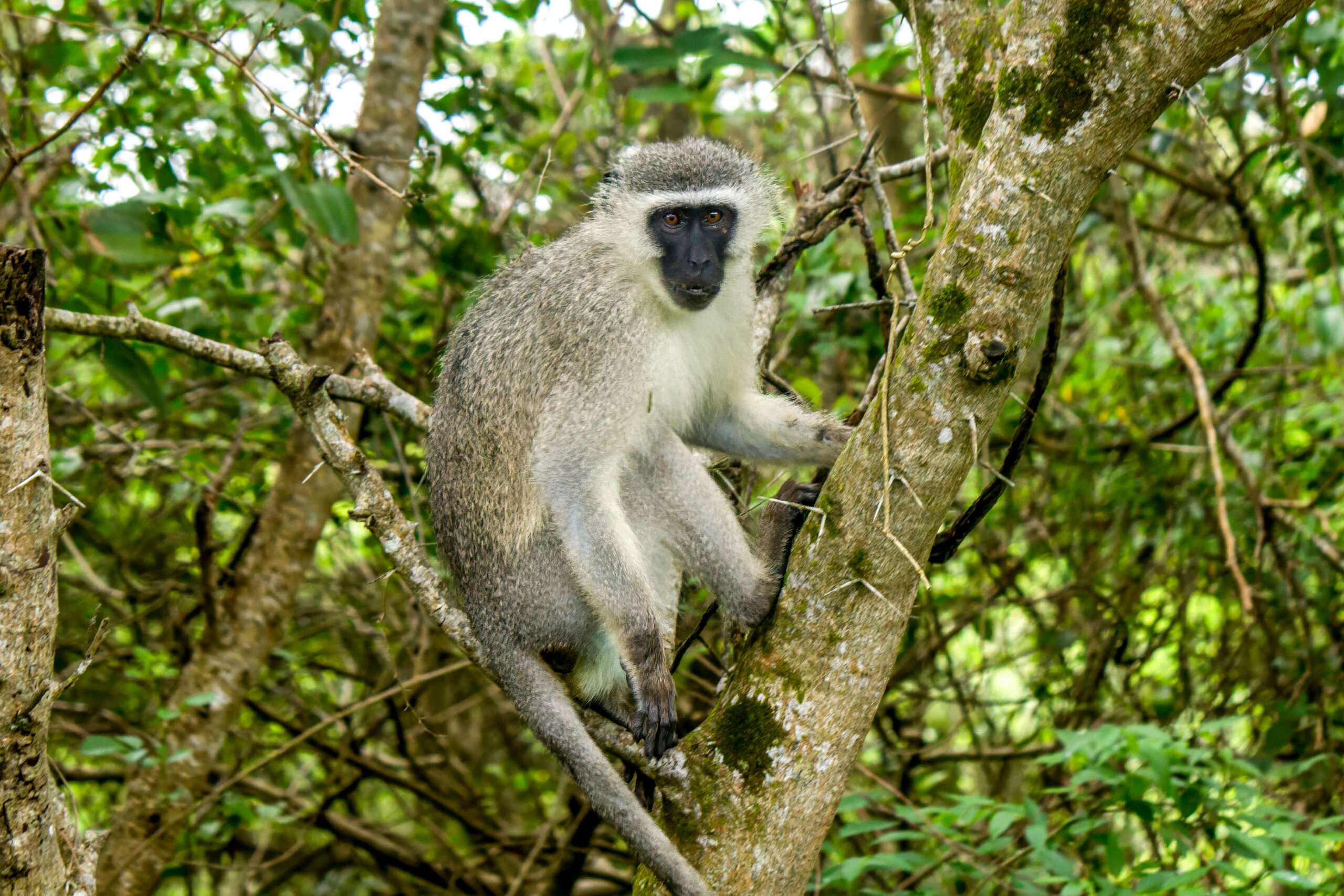 Vervet Monkey (Chlorocebus pygerythrus) @ Eastern Shores - iSimangaliso Wetland Park, South Africa. Photo: Håvard Rosenlund