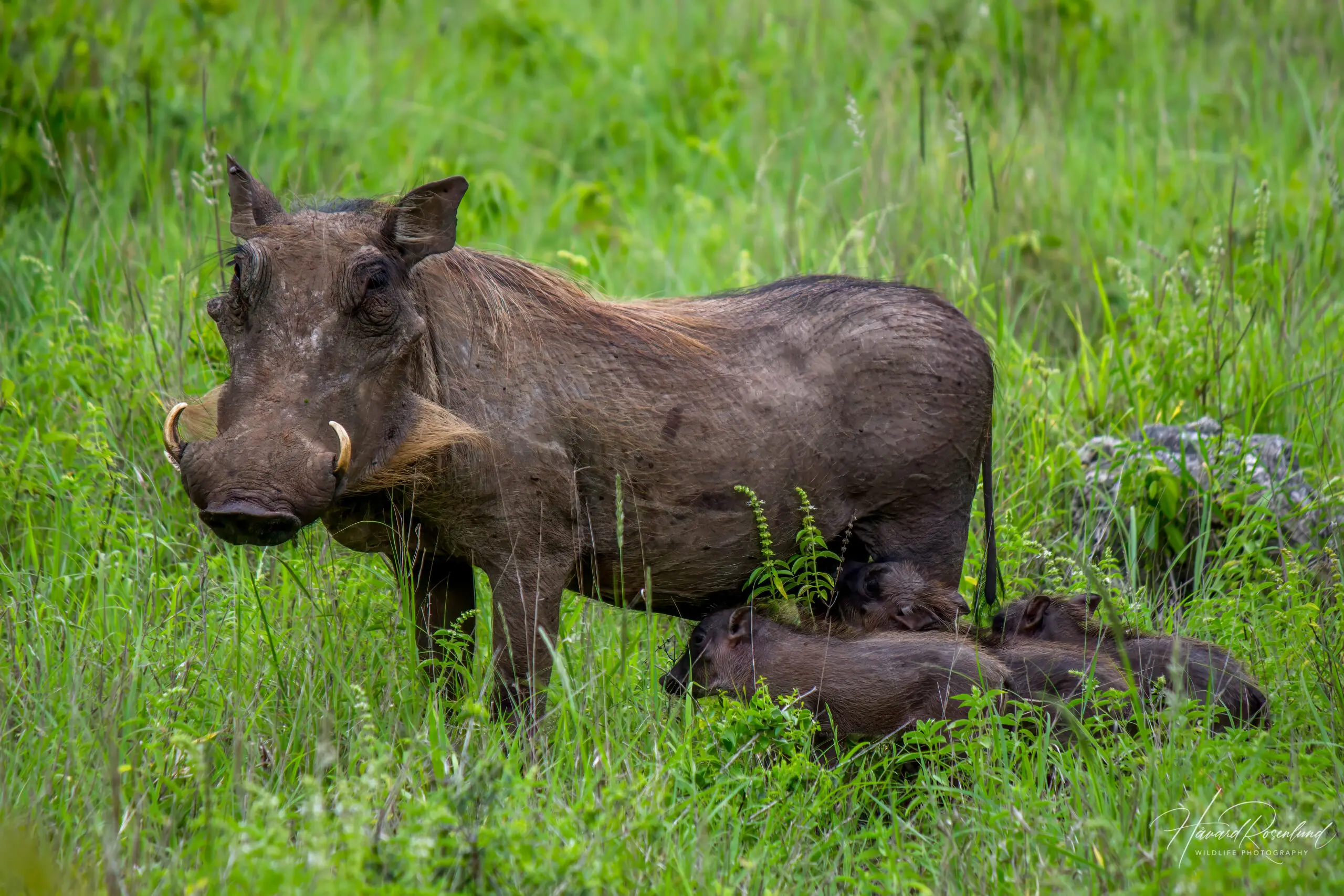 Common Warthogs @ Tembe Elephant Park. Photo: Håvard Rosenlund