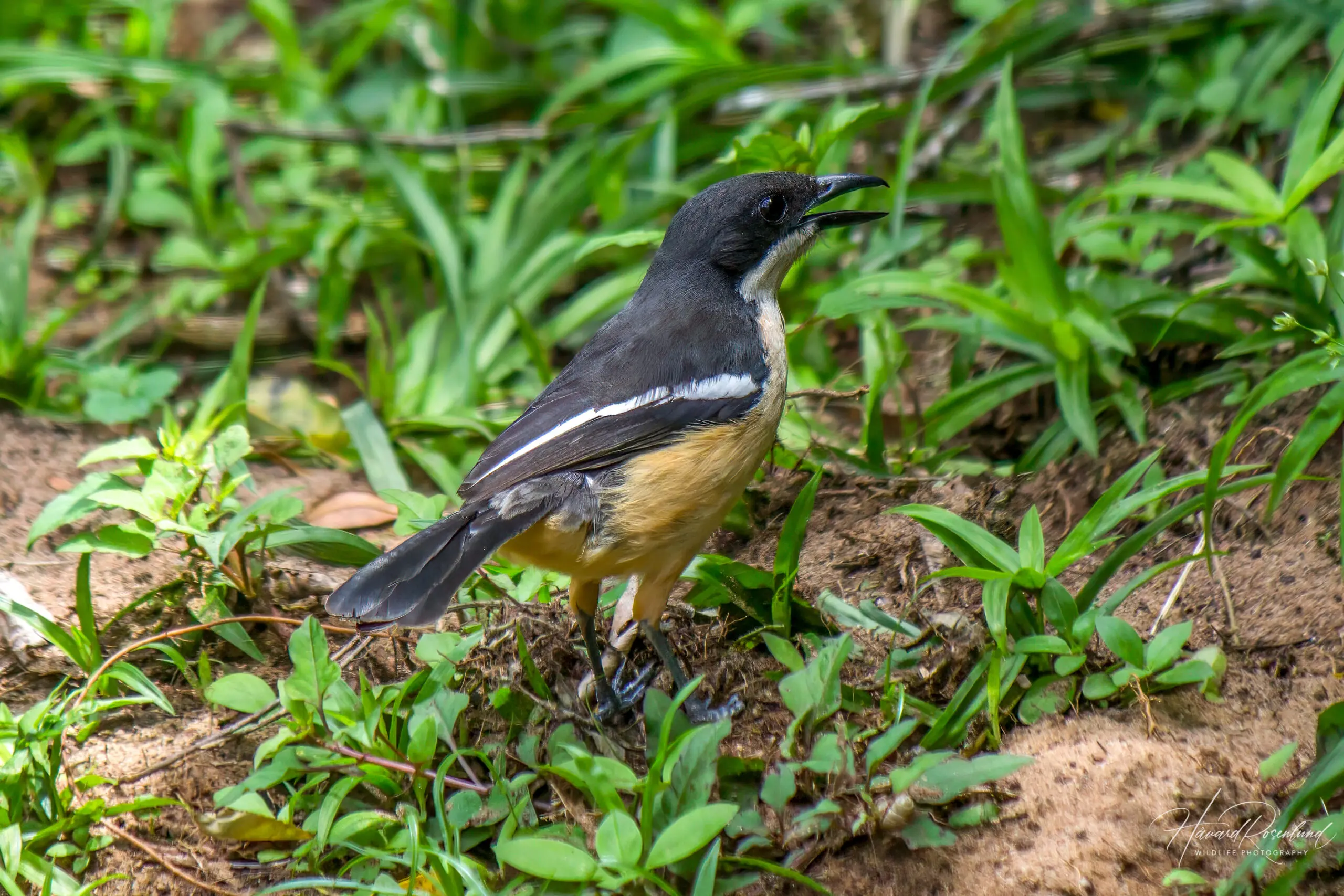 Southern Boubou @ St Lucia Estuary. Photo: Håvard Rosenlund