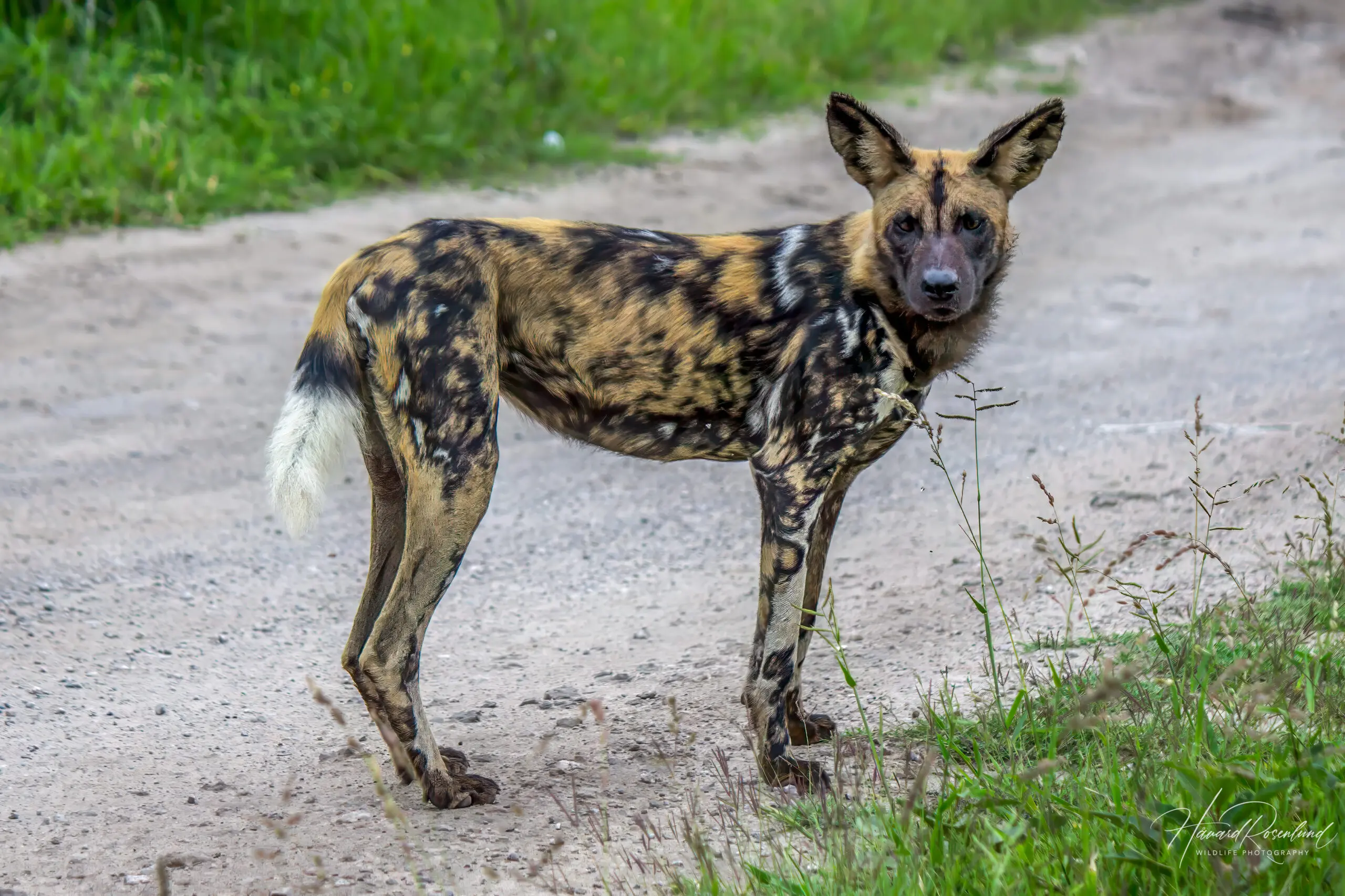 African Wild Dog @ Tembe Elephant Park. Photo: Håvard Rosenlund