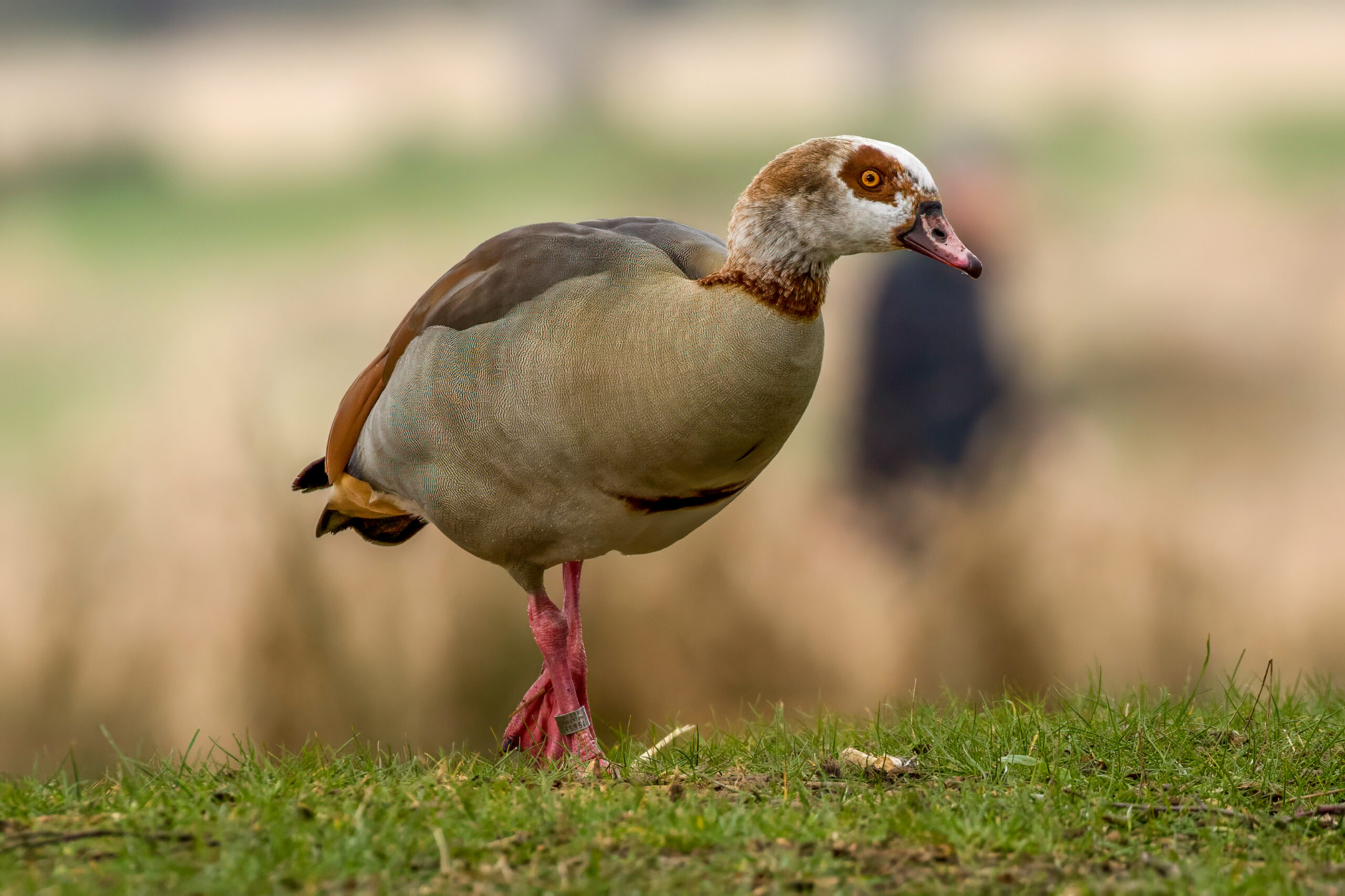 Egyptian Goose (Alopochen aegyptiaca) @ Richmond Park, London, United Kingdom. Photo: Håvard Rosenlund