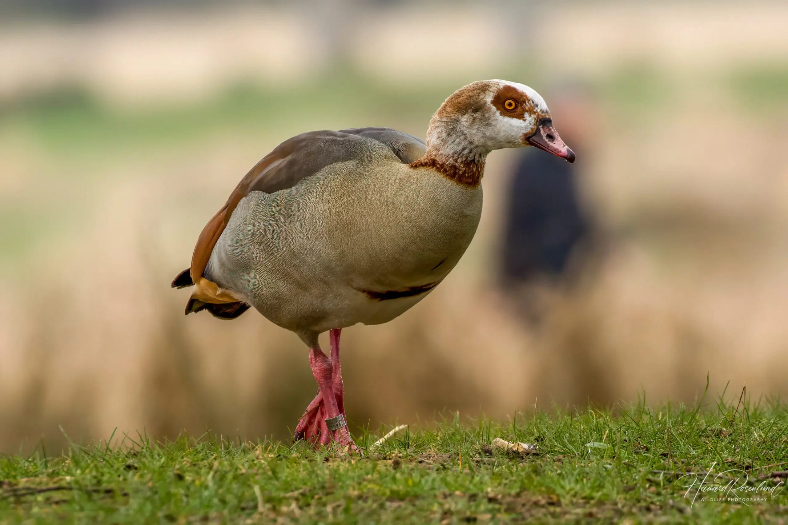 Egyptian Goose @ Richmond Park, London, United Kingdom. Photo: Håvard Rosenlund