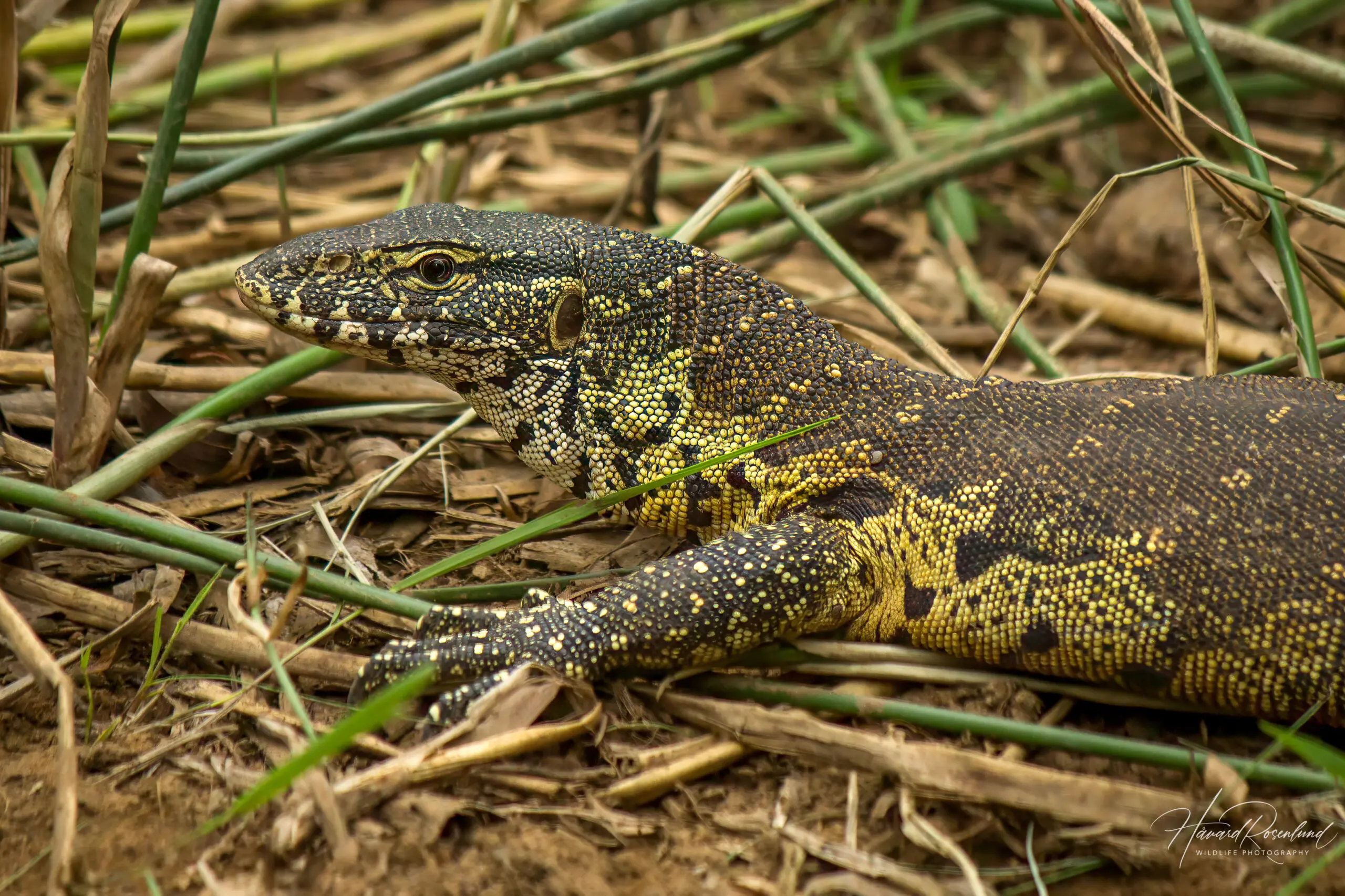 Nile Monitor @ Munyawana Game Reserve, South Africa. Photo: Håvard Rosenlund