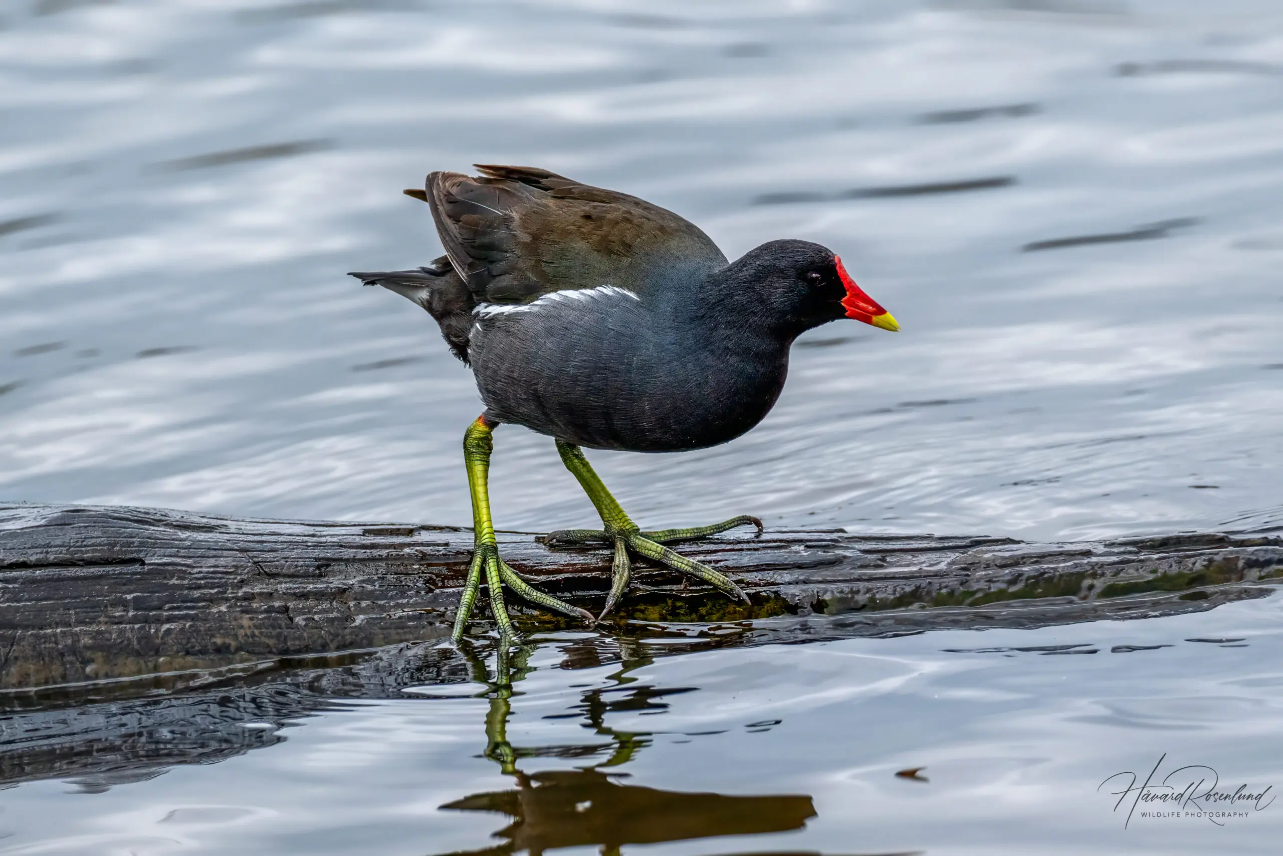 Common Moorhen @ Richmond Park, London, United Kingdom. Photo: Håvard Rosenlund