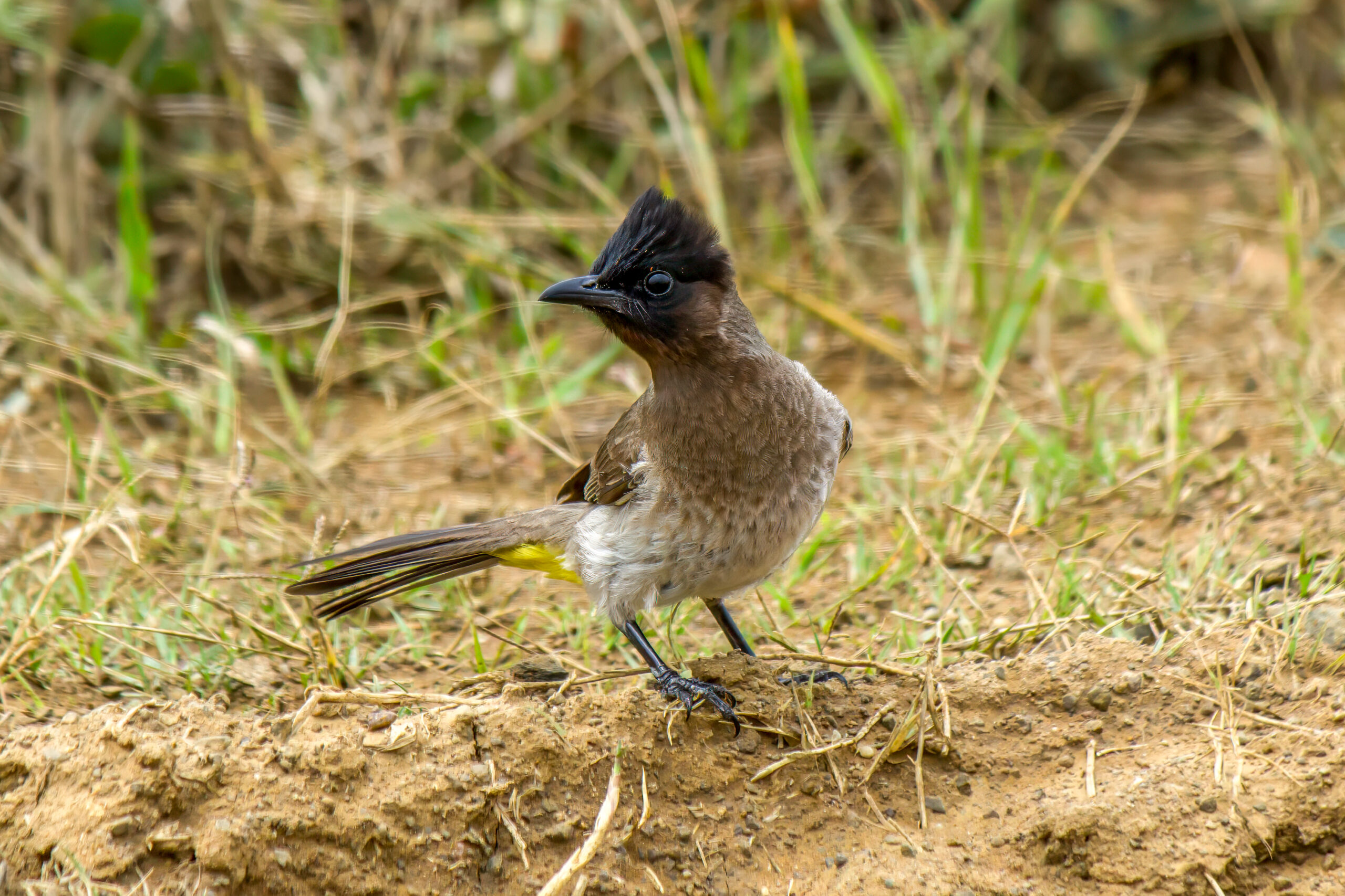 Common Bulbul (Pycnonotus barbatus) @ Hluhluwe-iMfolozi Park, South Africa. Photo: Håvard Rosenlund