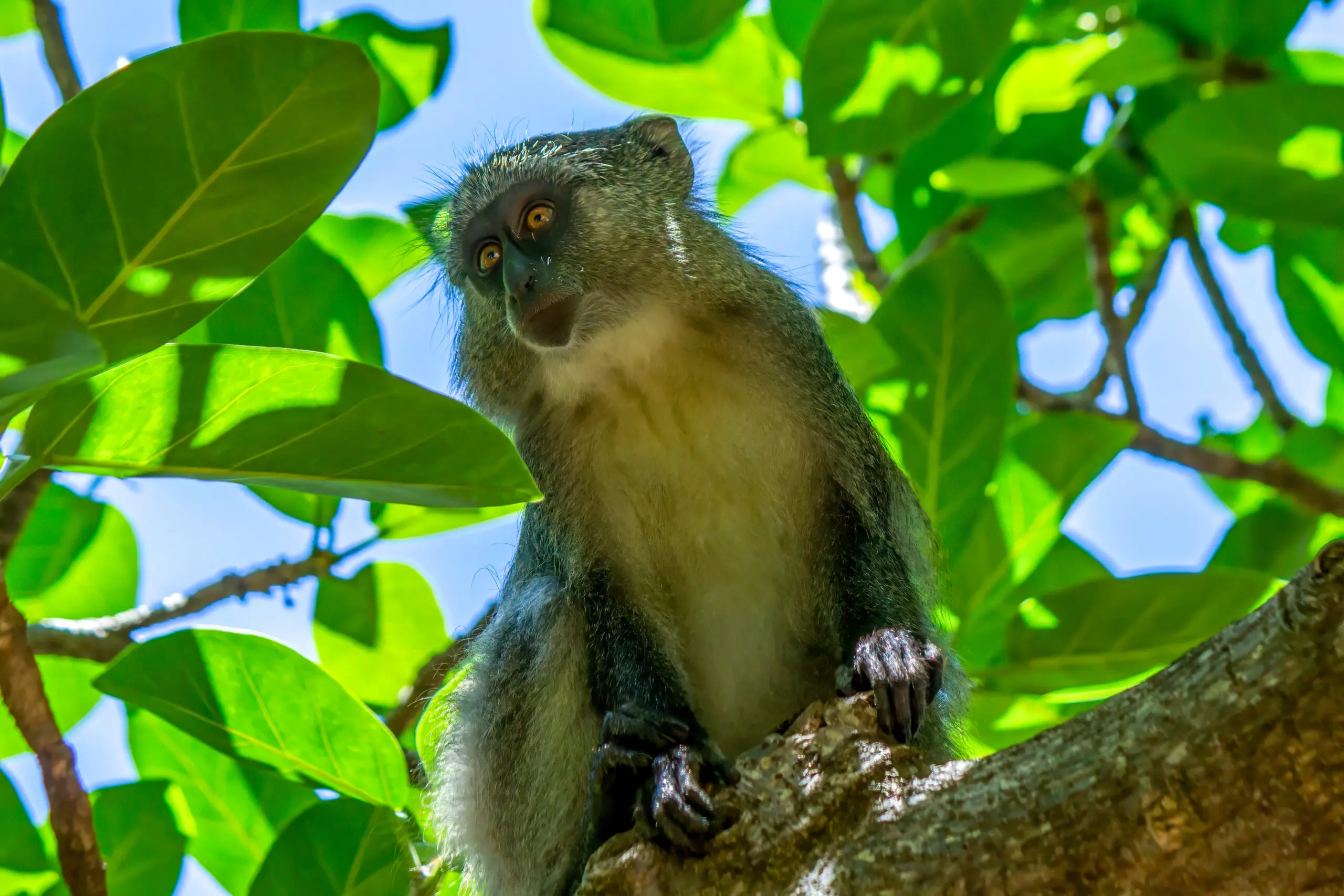 Samangoape (Cercopithecus mitis erythrarchus) @ Cape Vidal - iSimangaliso Wetland Park, Sør-Afrika. Foto: Håvard Rosenlund