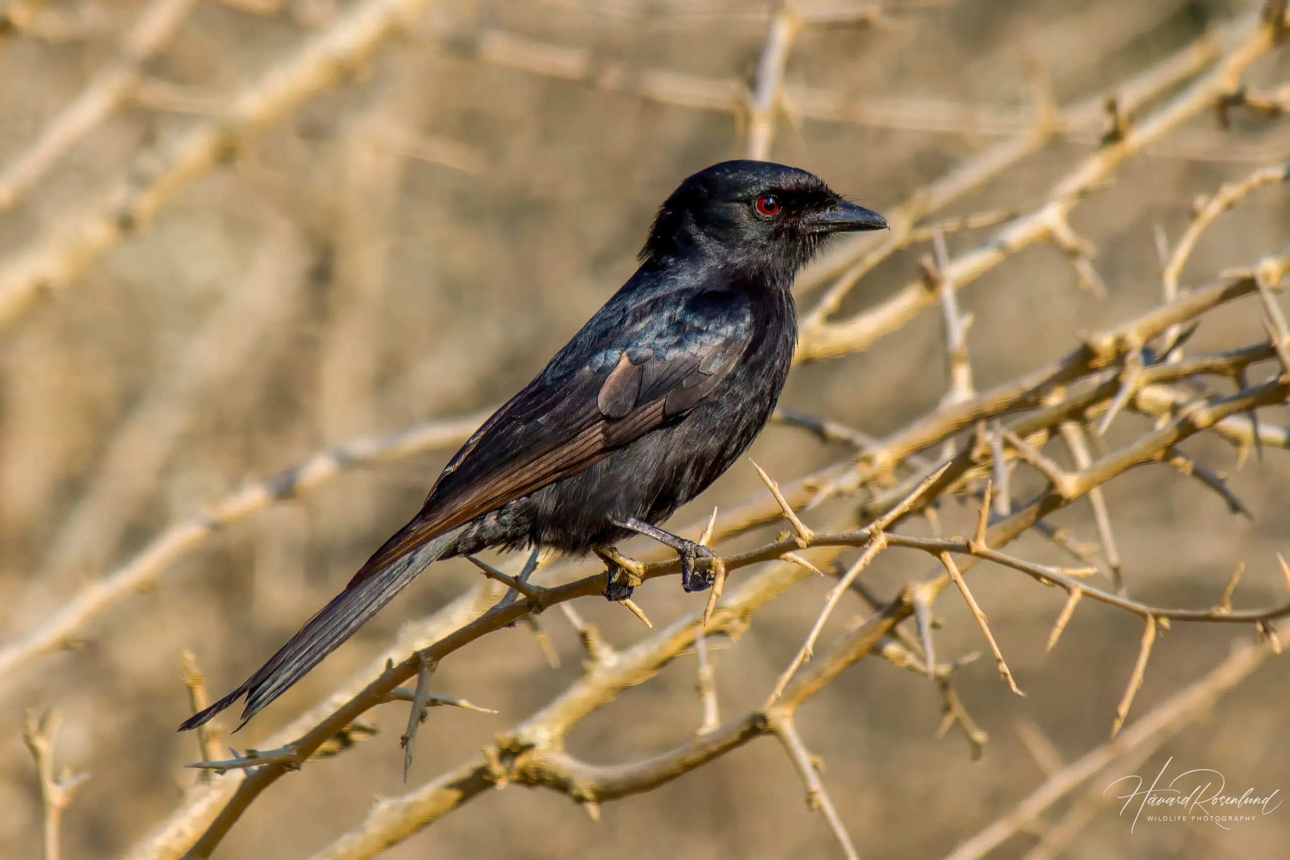 Fork-tailed Drongo @ Hluhluwe-iMfolozi Park. Photo: Håvard Rosenlund