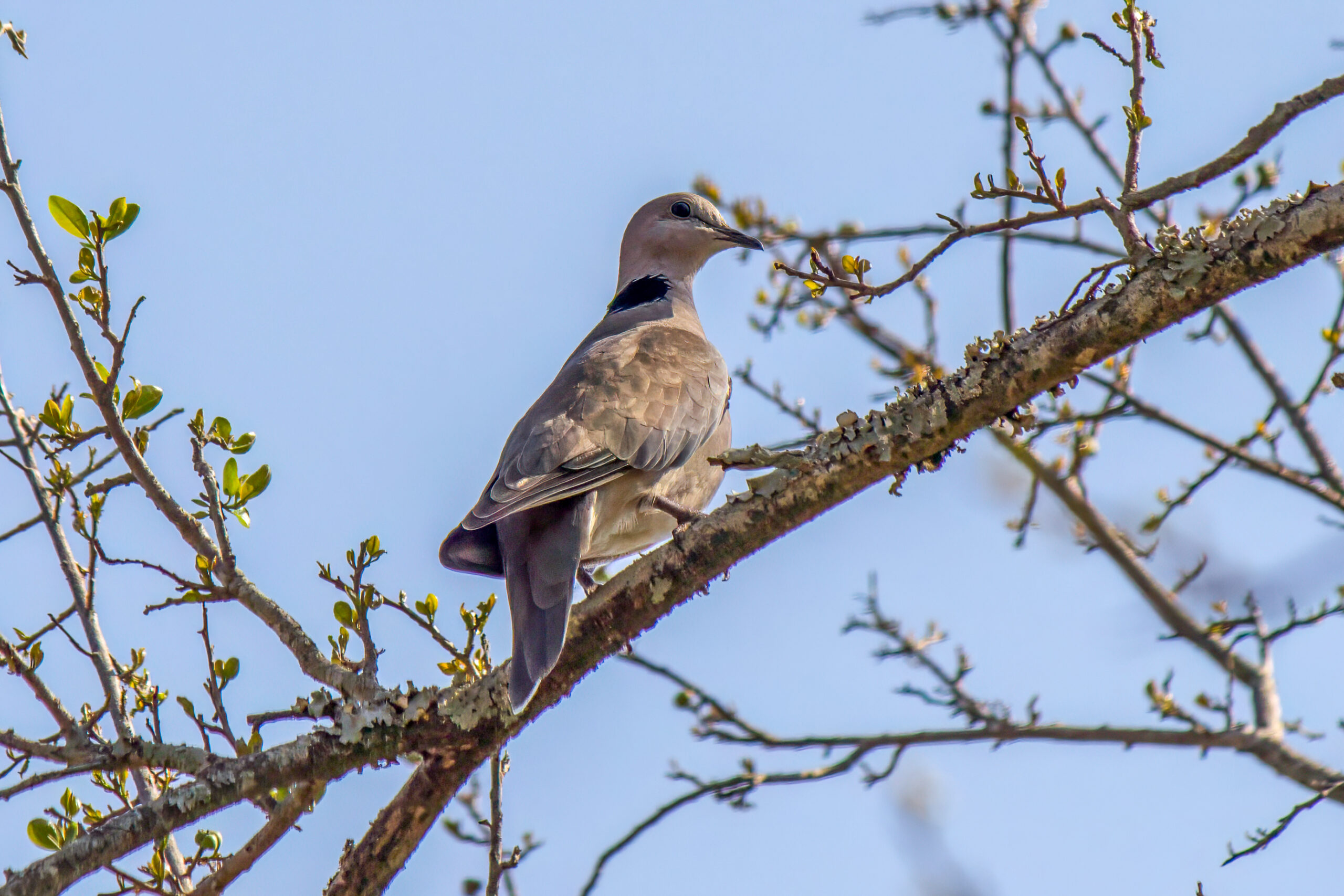 Ring-necked Dove (Streptopelia capicola) @ Hluhlwe-iMfolozi Park, South Africa. Photo: Håvard Rosenlund