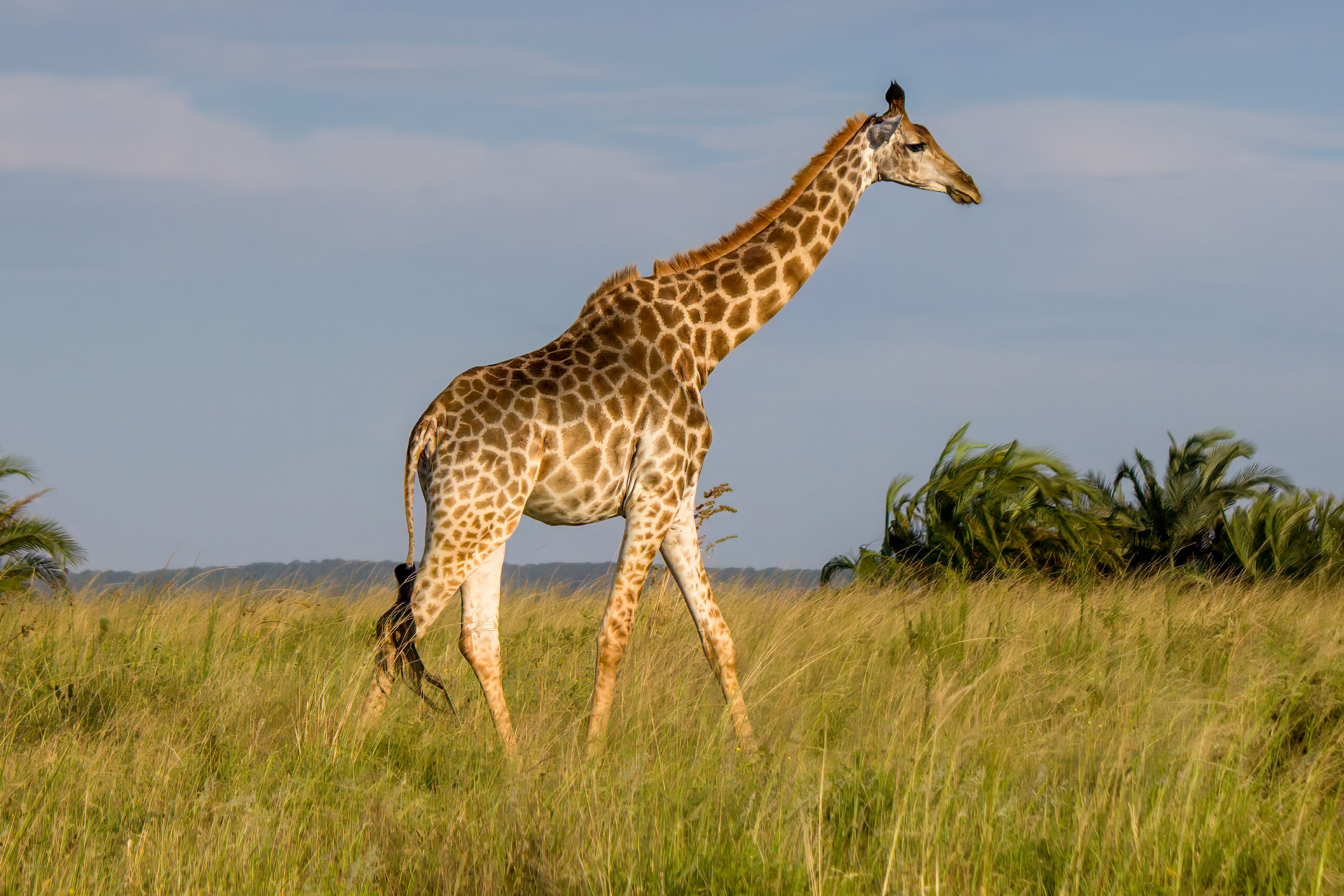 Southern Giraffe (Giraffa giraffa) @ Western Shores - iSimangaliso Wetland Park, South Africa. Photo: Håvard Rosenlund