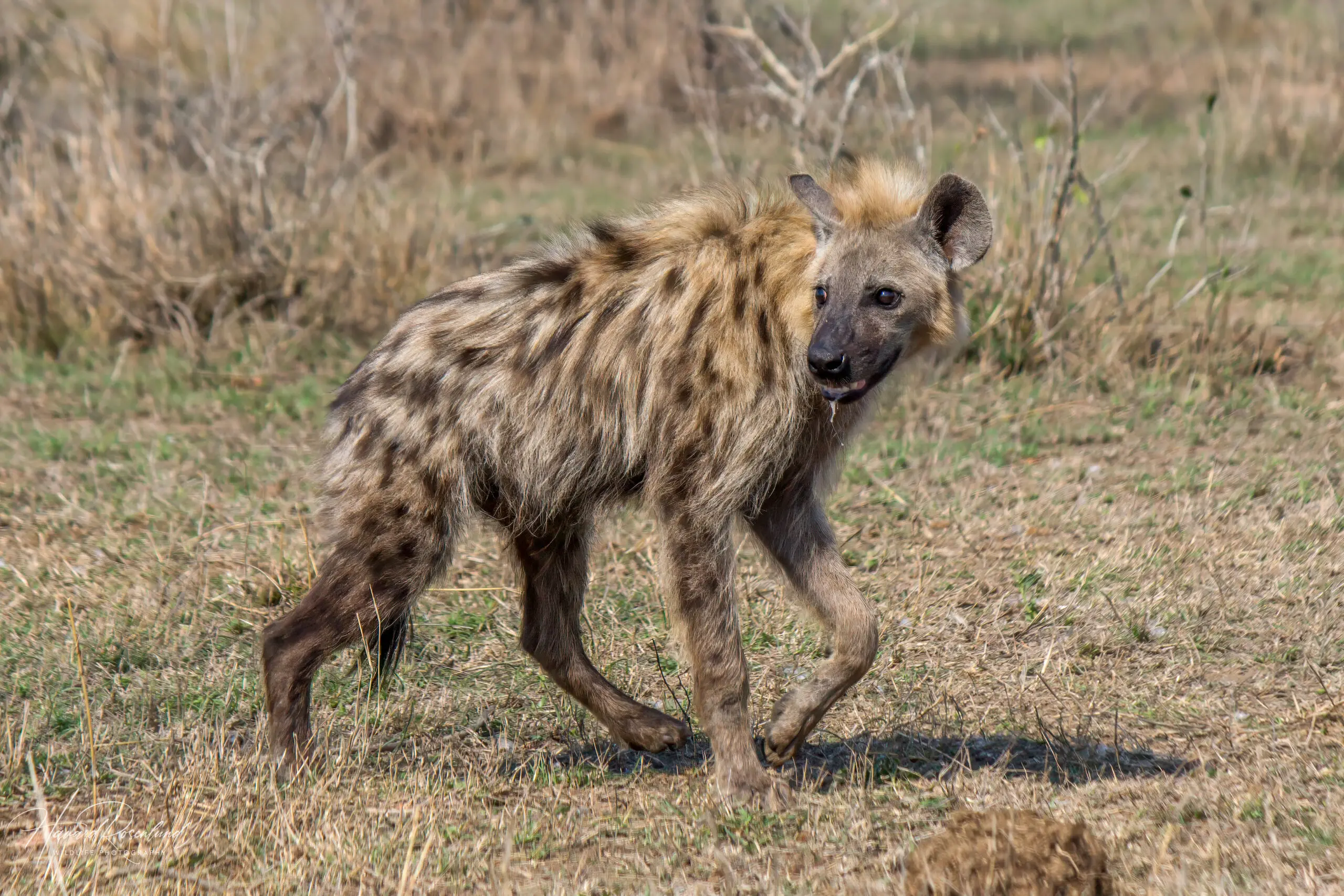 Spotted Hyena @ Hluhluwe-iMfolozi Park. Photo: Håvard Rosenlund