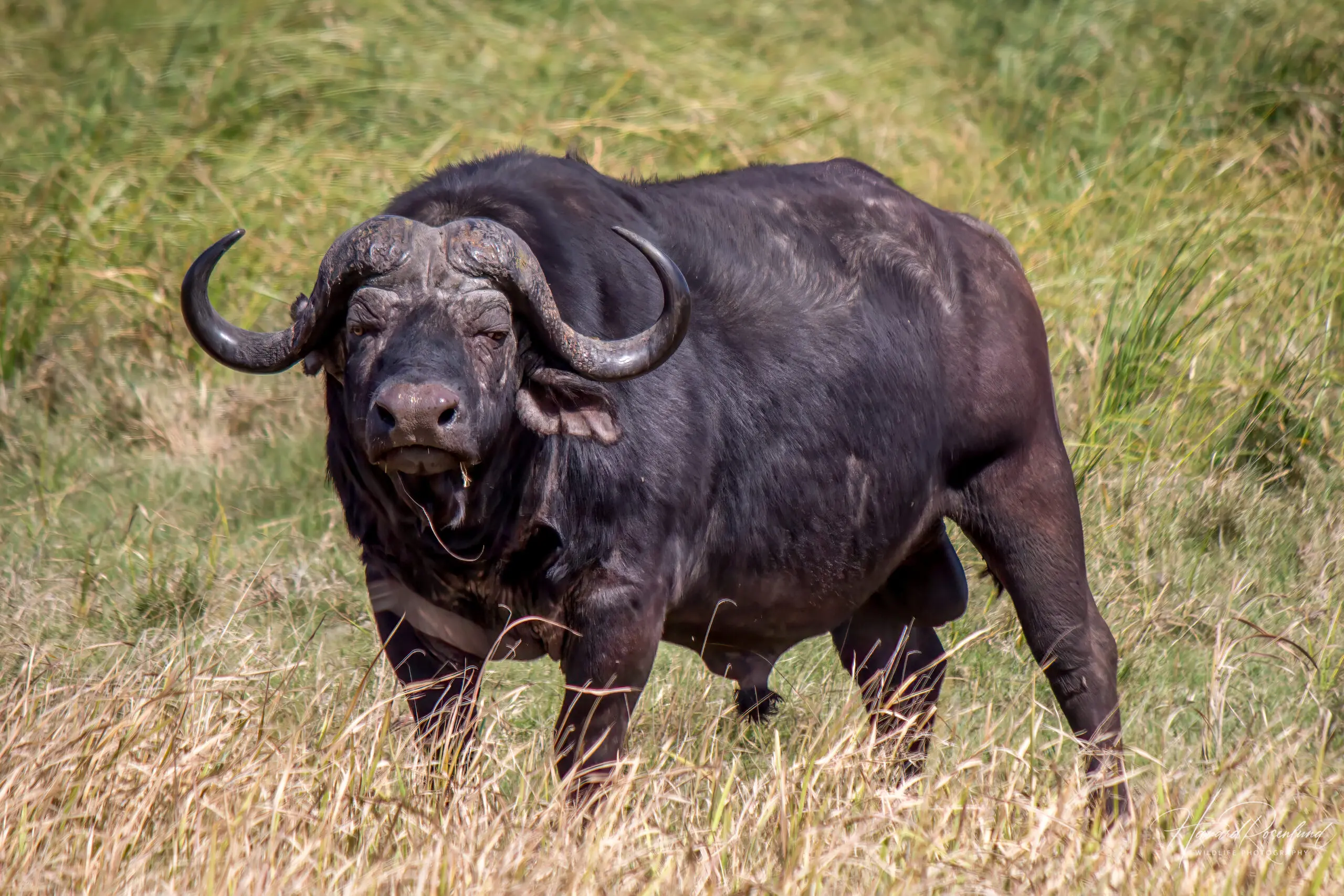 Cape Buffalo @ Tembe Elephant Park. Photo: Håvard Rosenlund