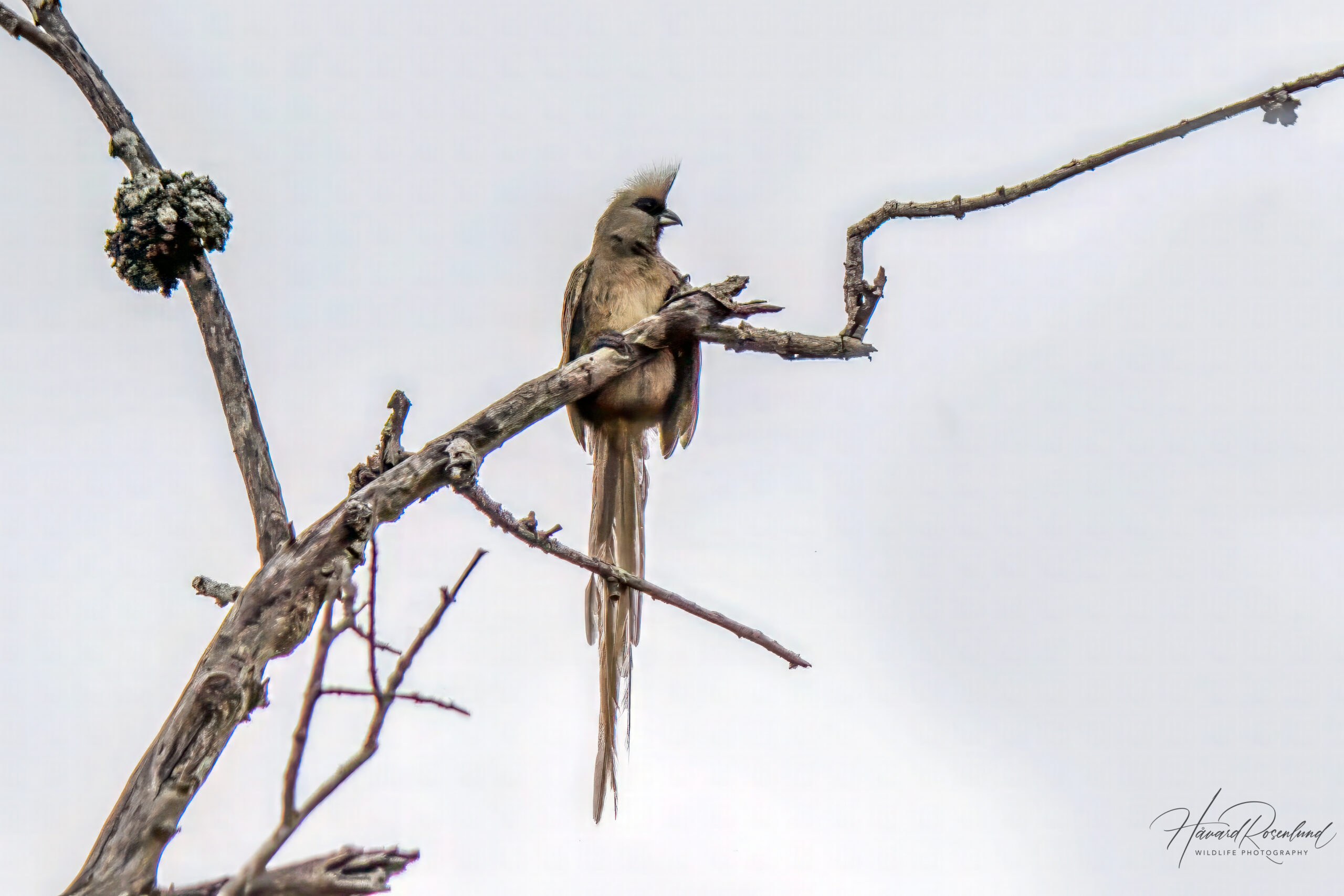 Speckled Mousebird @ Hluhluwe-iMfolozi Park. Photo: Håvard Rosenlund