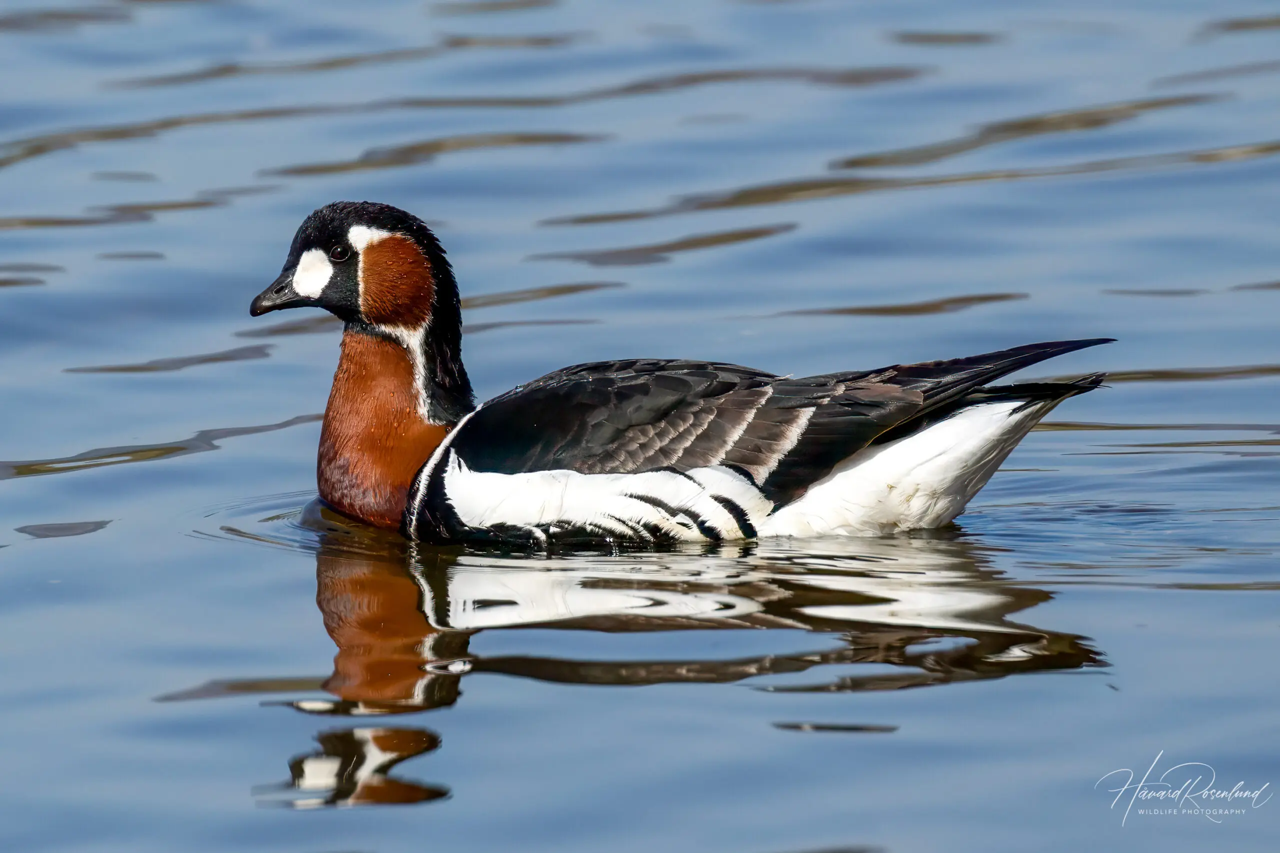 Red-breasted Goose @ Fornebu, Norway. Photo: Håvard Rosenlund