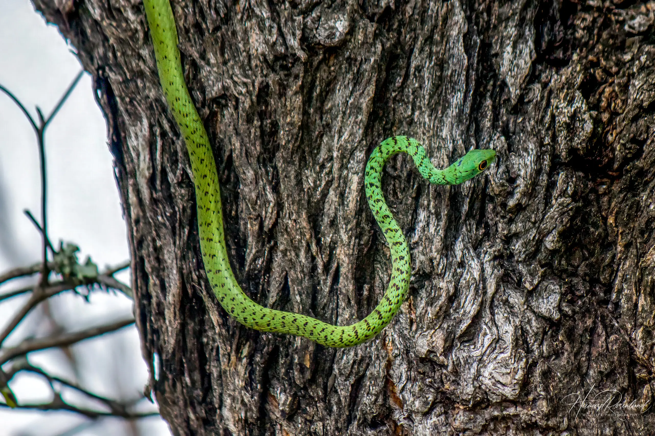 Spotted Bush Snake @ Tembe Elephant Park, South Africa. Photo: Håvard Rosenlund